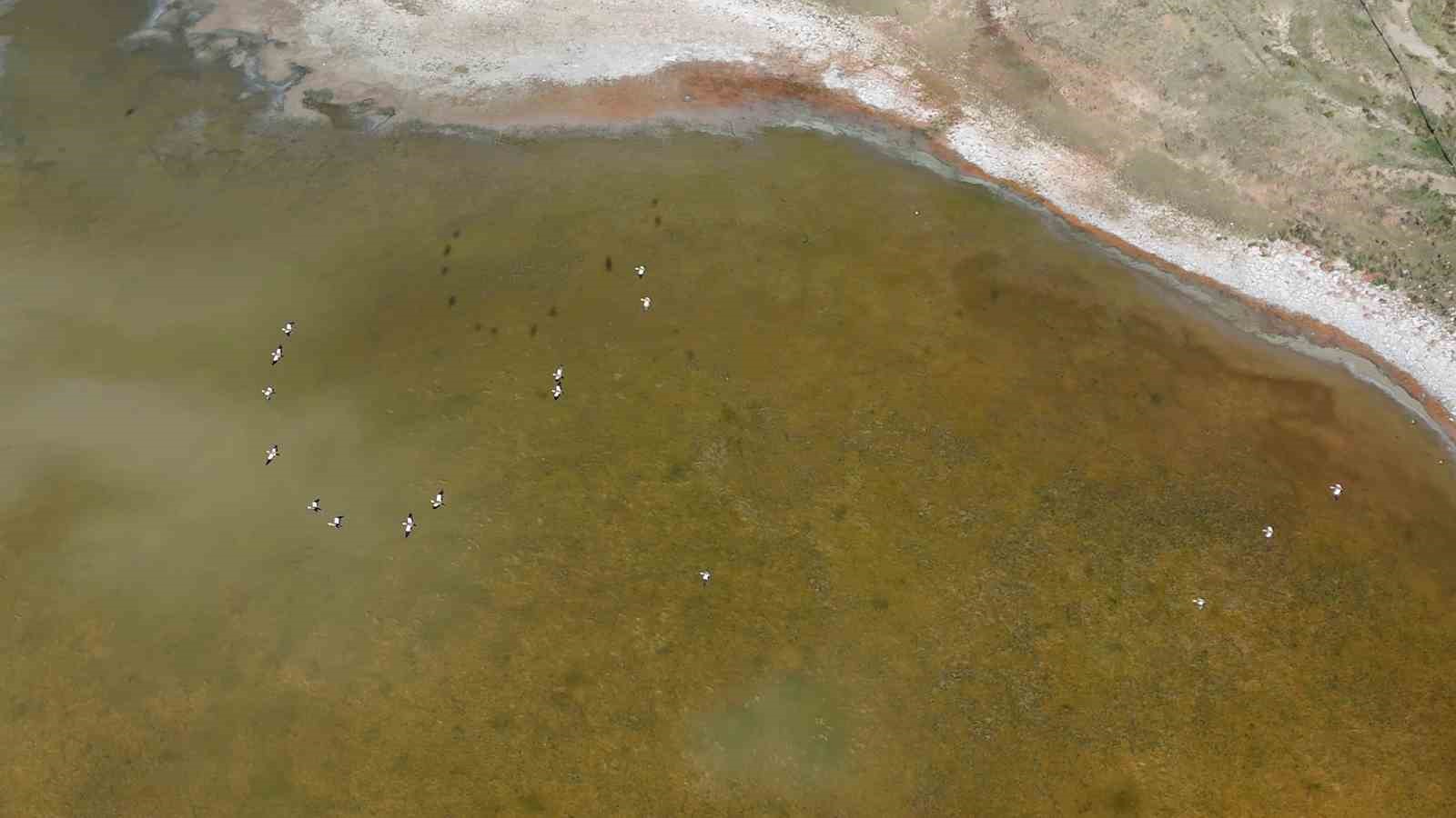 Yozgat’ta yüzlerce angut kuşunun gölet üzerindeki uçuşu dronla görüntülendi