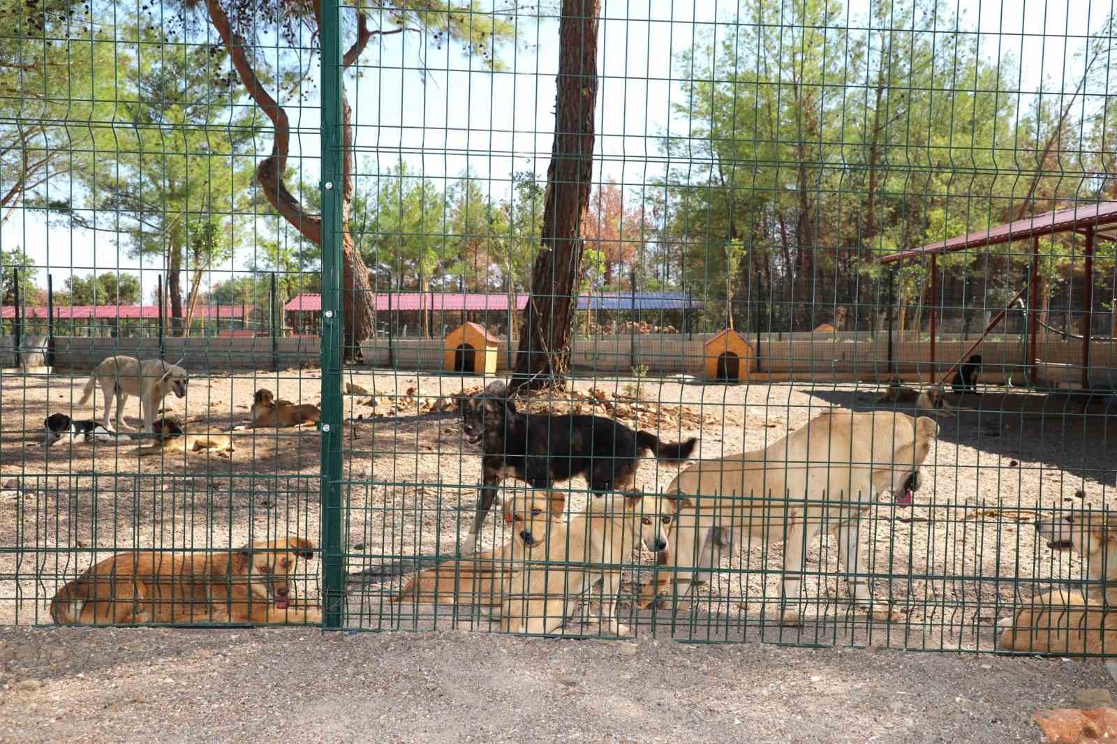 ’Kopi’ yangının ardından yeni yuvasına kavuştu