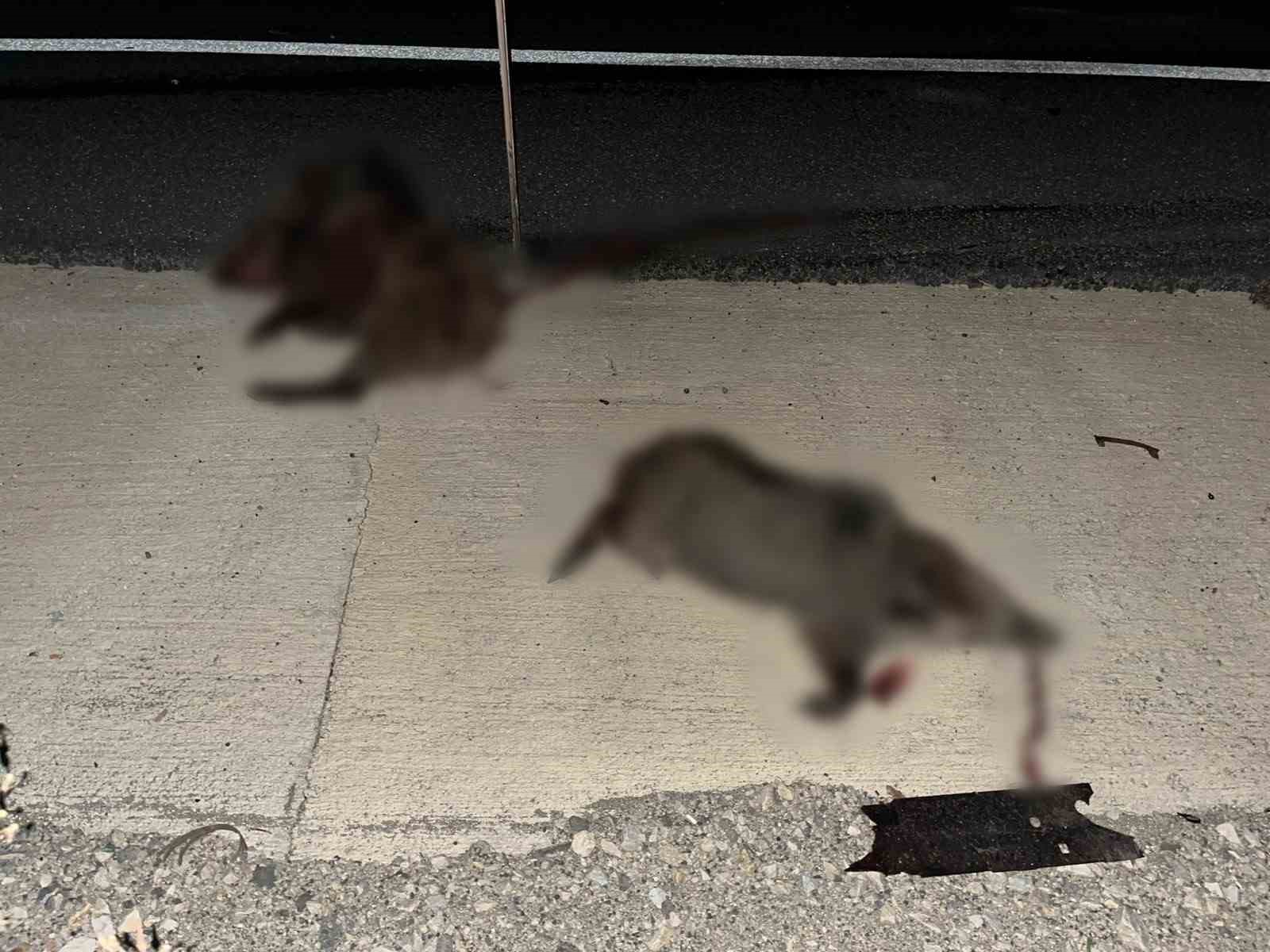 Kastamonu’da otomobil domuz sürüsüne çarptı: 2 yaralı