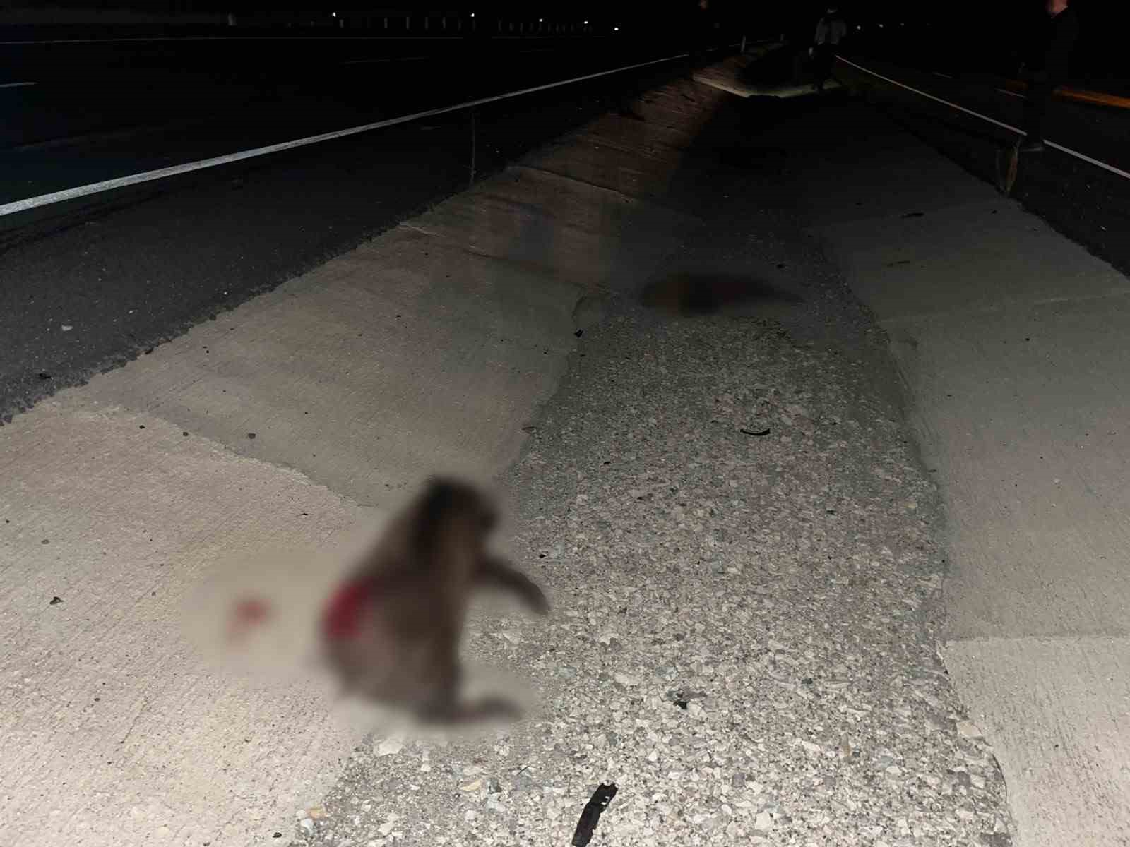 Kastamonu’da otomobil domuz sürüsüne çarptı: 2 yaralı