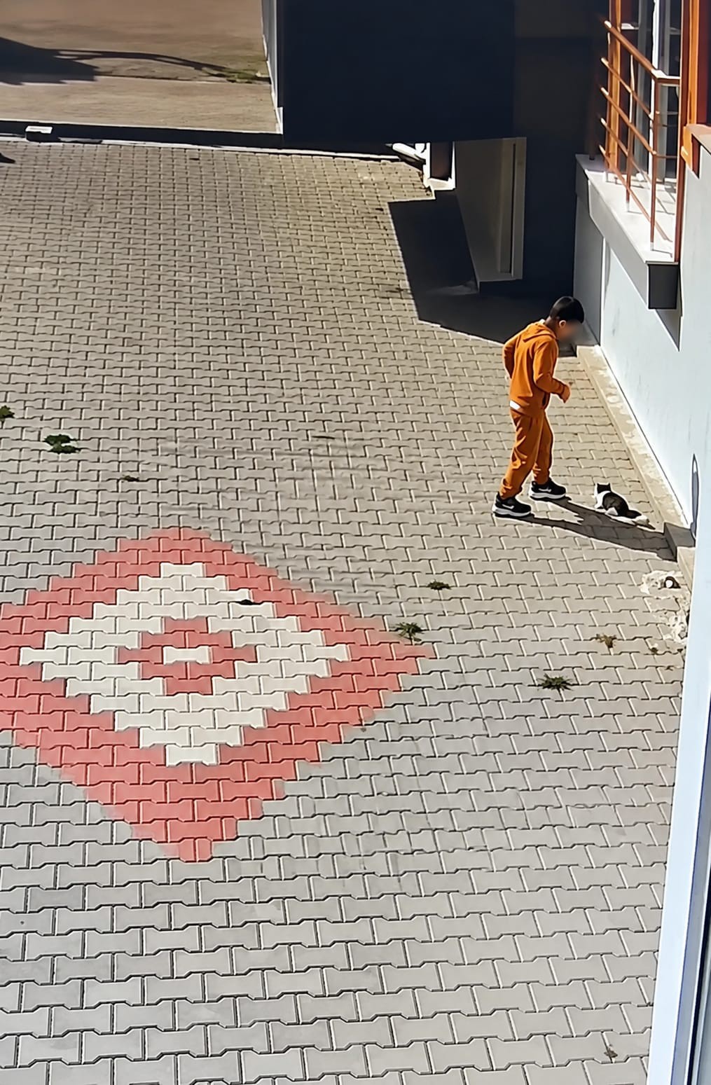 Bandırma’da kediye işkence iddiası tepki çekti