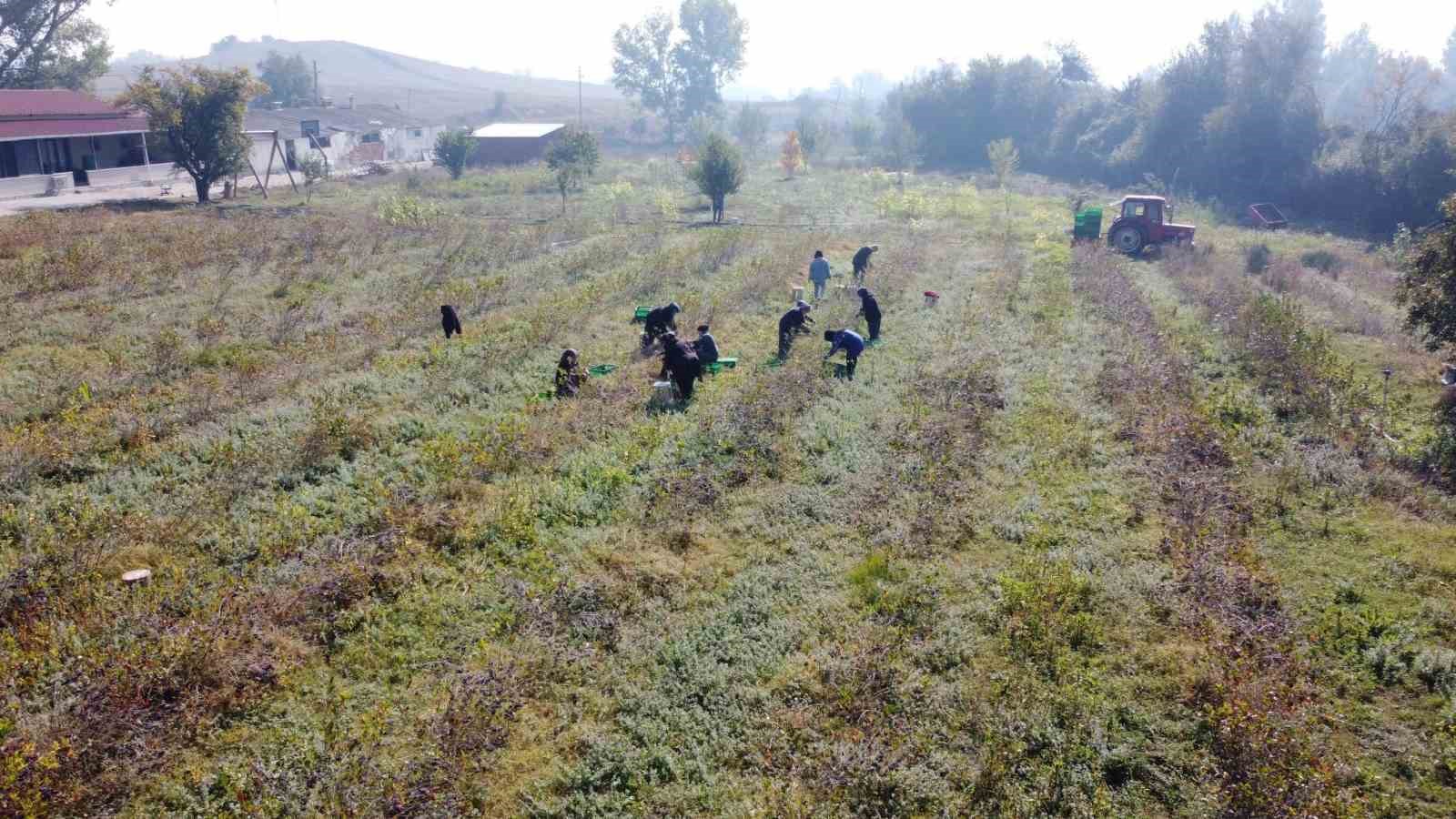 Aronya üretmek için yeniden üniversiteli oldu