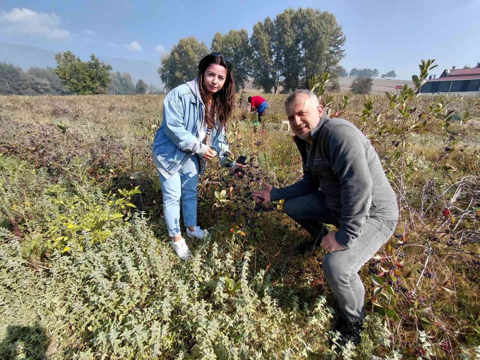 Aronya üretmek için yeniden üniversiteli oldu