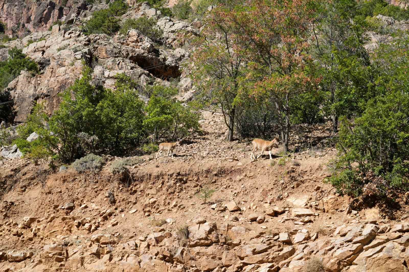 Gümüşhane’de yaban keçileri yol kenarında sürü halinde görüntülendi