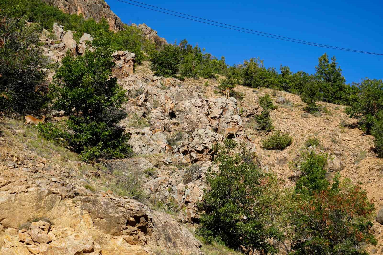 Gümüşhane’de yaban keçileri yol kenarında sürü halinde görüntülendi