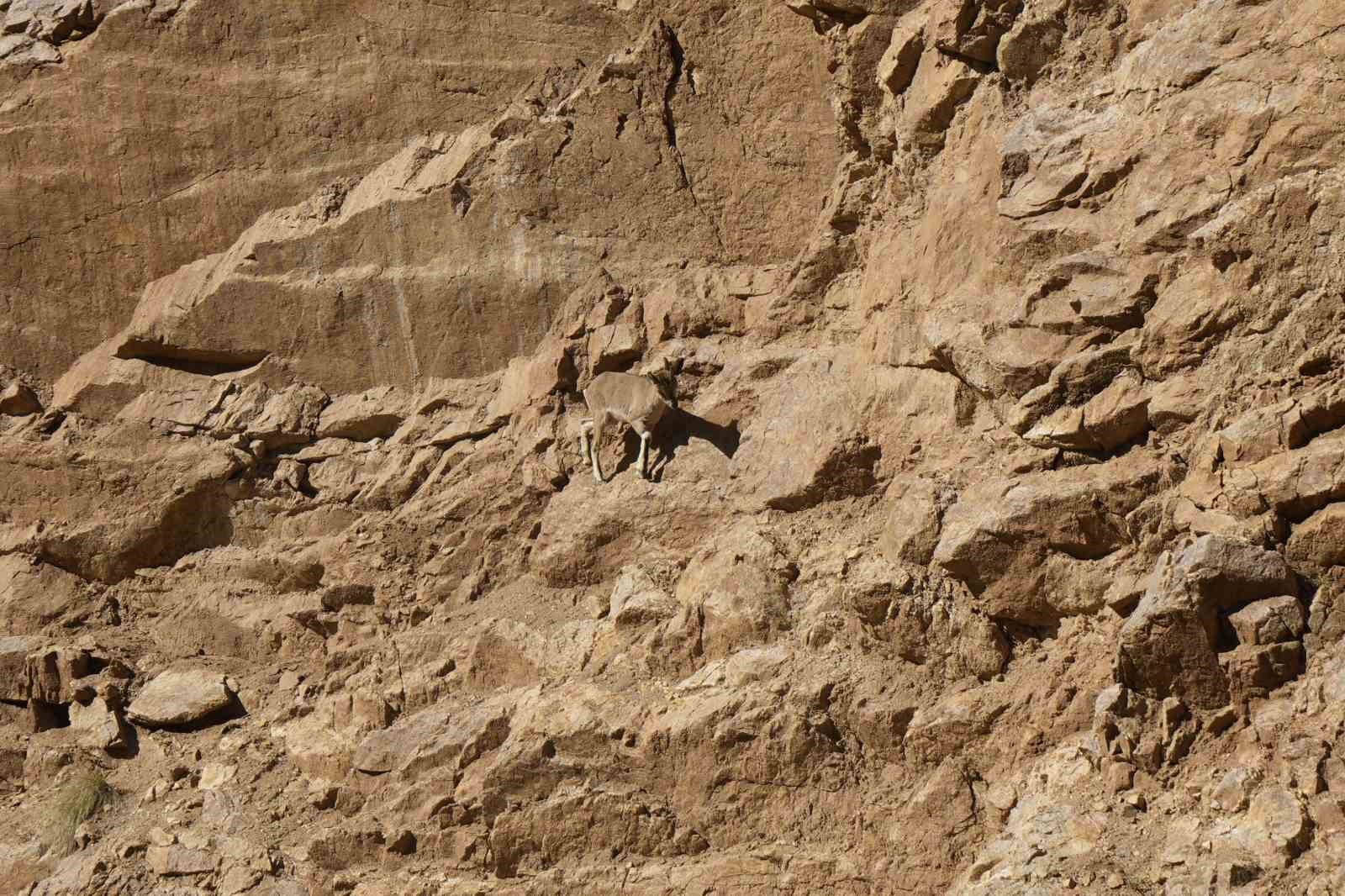 Gümüşhane’de yaban keçileri yol kenarında sürü halinde görüntülendi