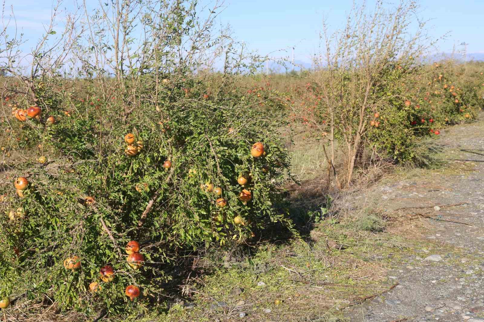 Ceviz büyüklüğündeki dolu, ihracata hazırlanan 100 dönümlük arazideki tonlarca narı vurdu