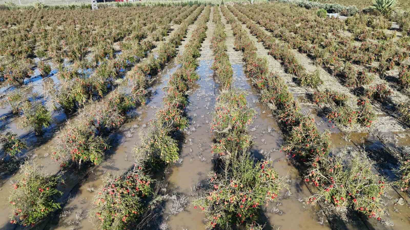 Ceviz büyüklüğündeki dolu, ihracata hazırlanan 100 dönümlük arazideki tonlarca narı vurdu
