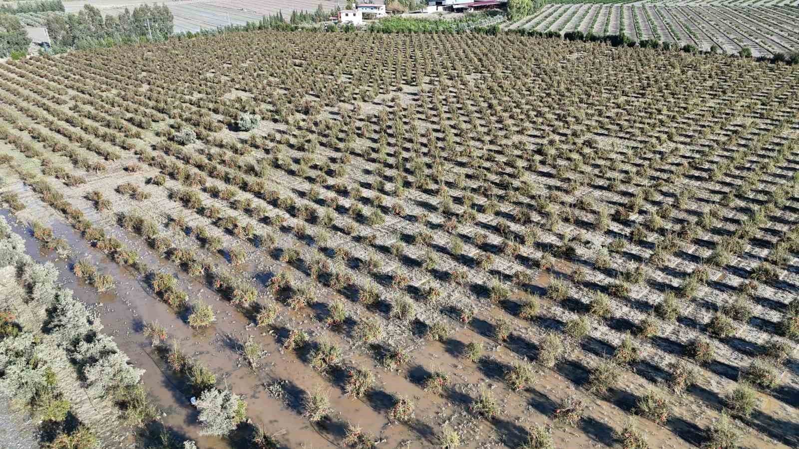 Ceviz büyüklüğündeki dolu, ihracata hazırlanan 100 dönümlük arazideki tonlarca narı vurdu