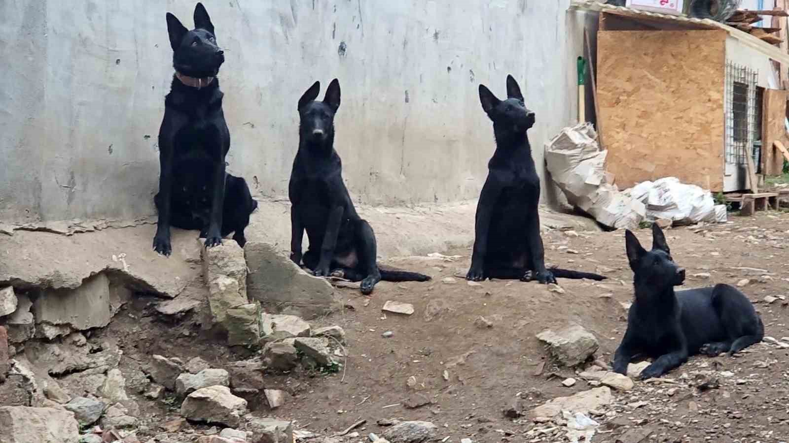 Köpek çiftliği mahalleyi ayağa kaldırdı