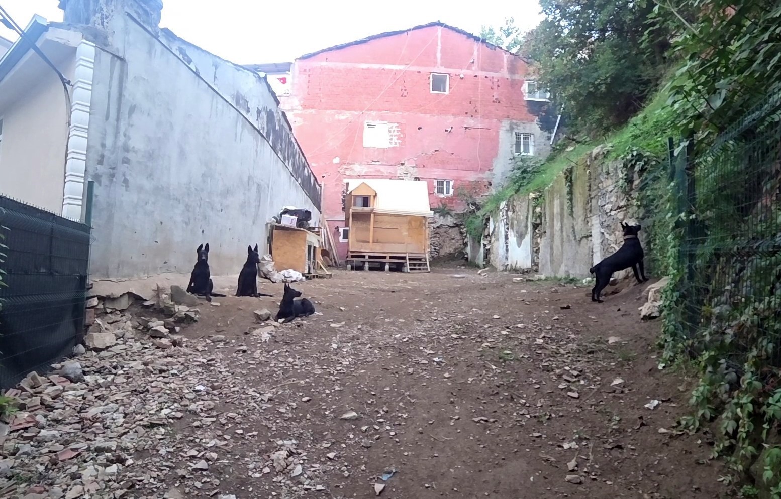 Köpek çiftliği mahalleyi ayağa kaldırdı