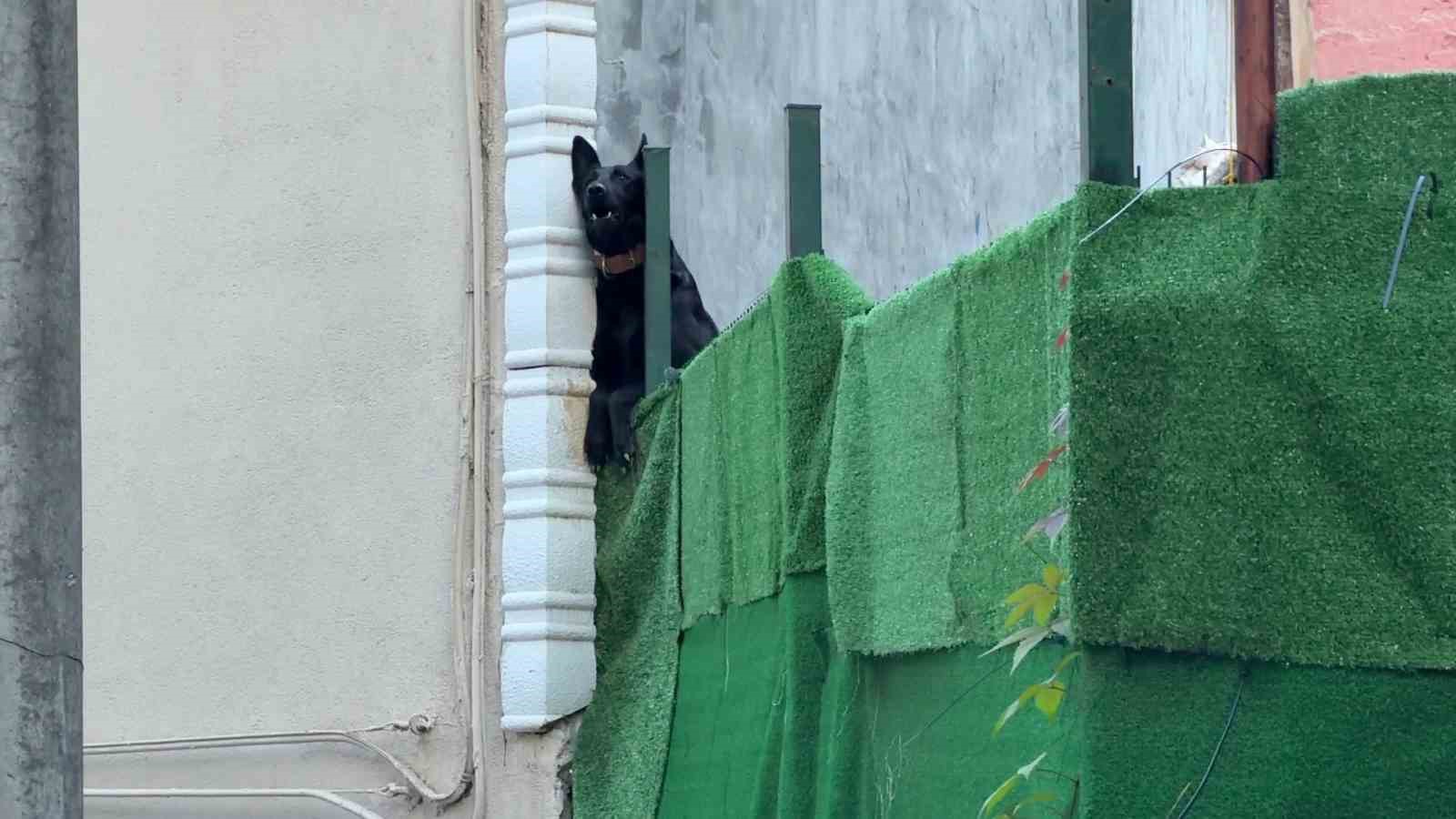 Köpek çiftliği mahalleyi ayağa kaldırdı