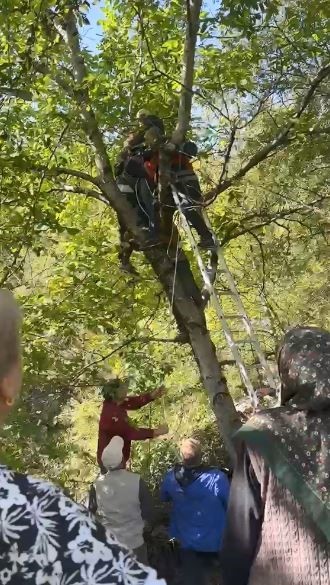 Ceviz toplarken ağaçtan düşüp dallarda mahsur kaldı, itfaiye ekipleri kurtardı