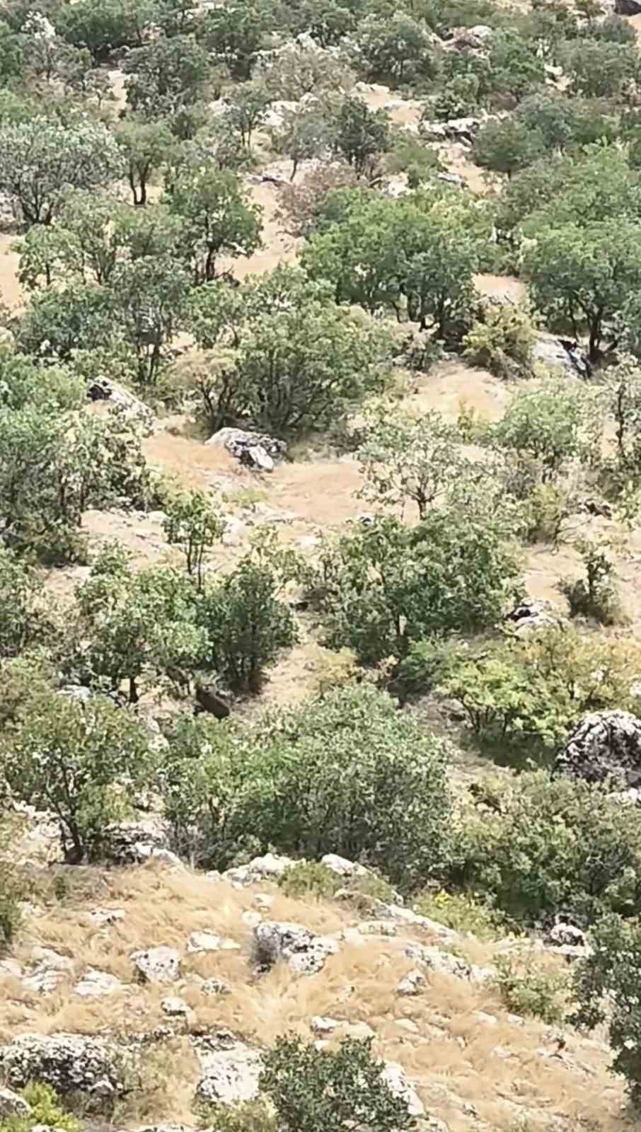 Diyarbakır’da domuz sürüsü görüntülendi