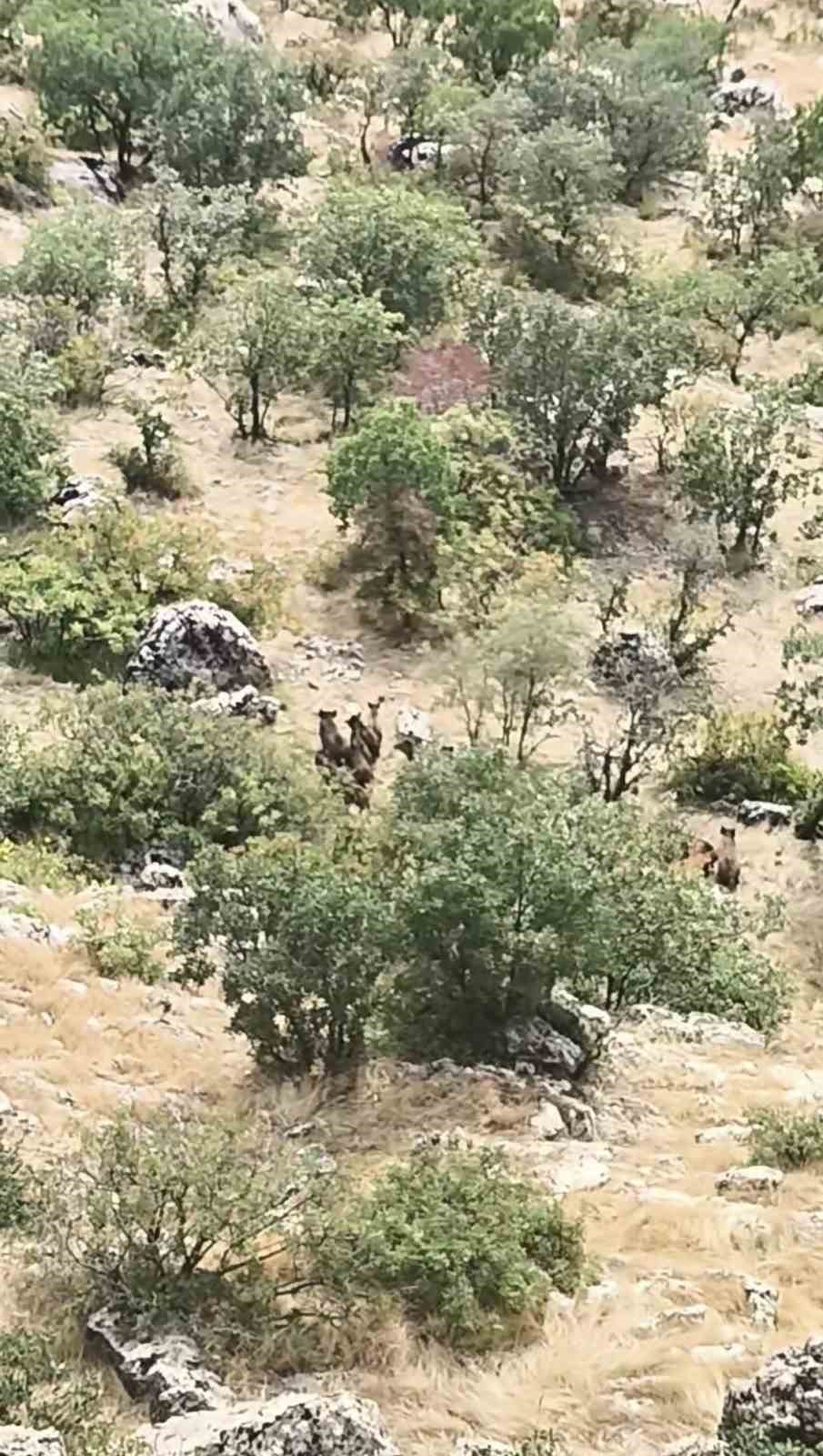 Diyarbakır’da domuz sürüsü görüntülendi