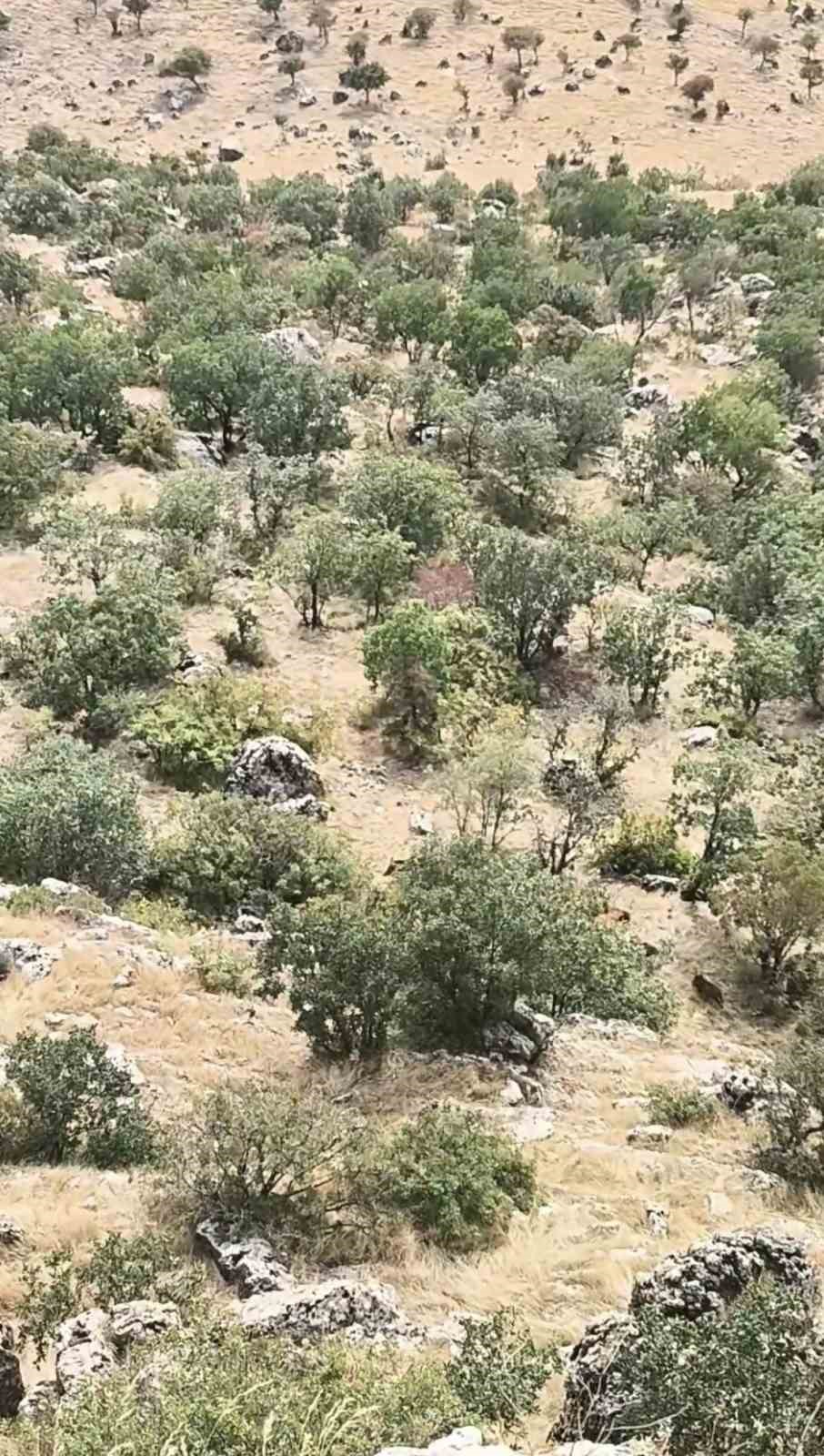 Diyarbakır’da domuz sürüsü görüntülendi
