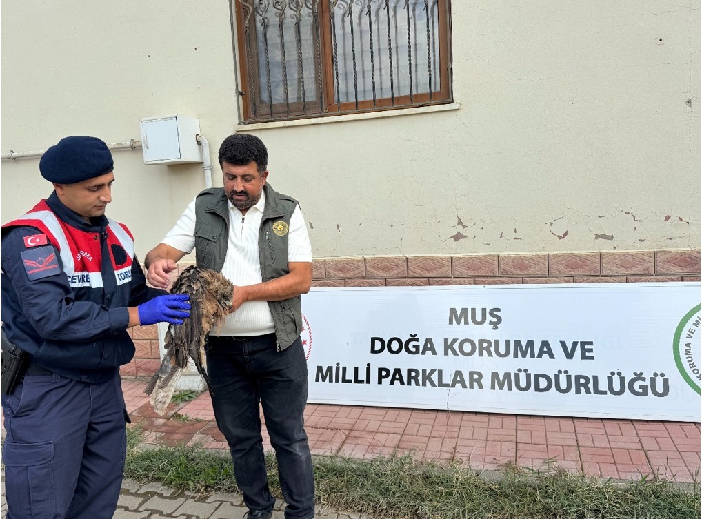 Muş’ta yaralı kızıl şahine jandarma eli