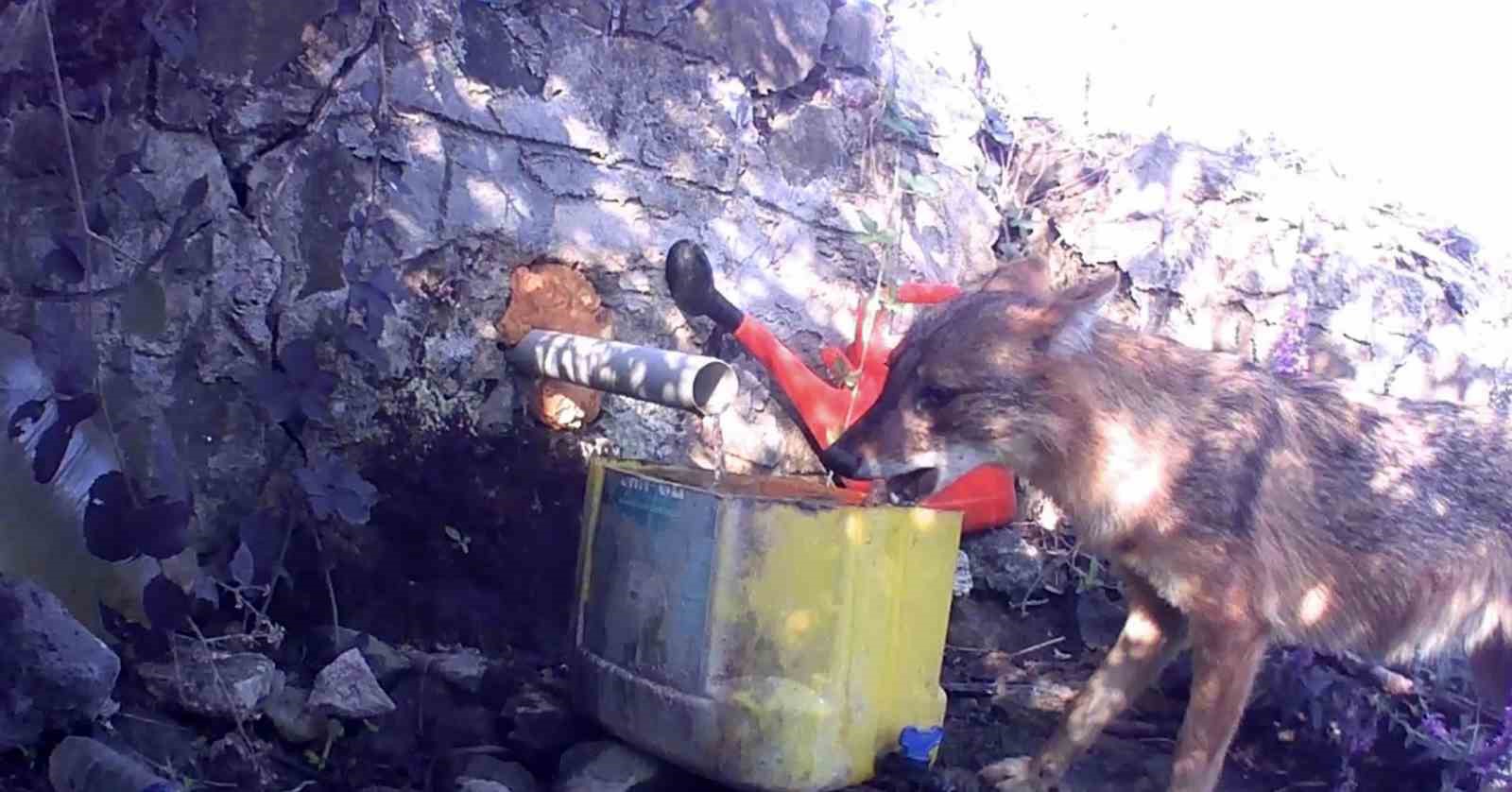 Muratlı’da fotokapan yaban hayatını kaydetti: Gelincik, çakal ve domuz sürüsü görüntülendi