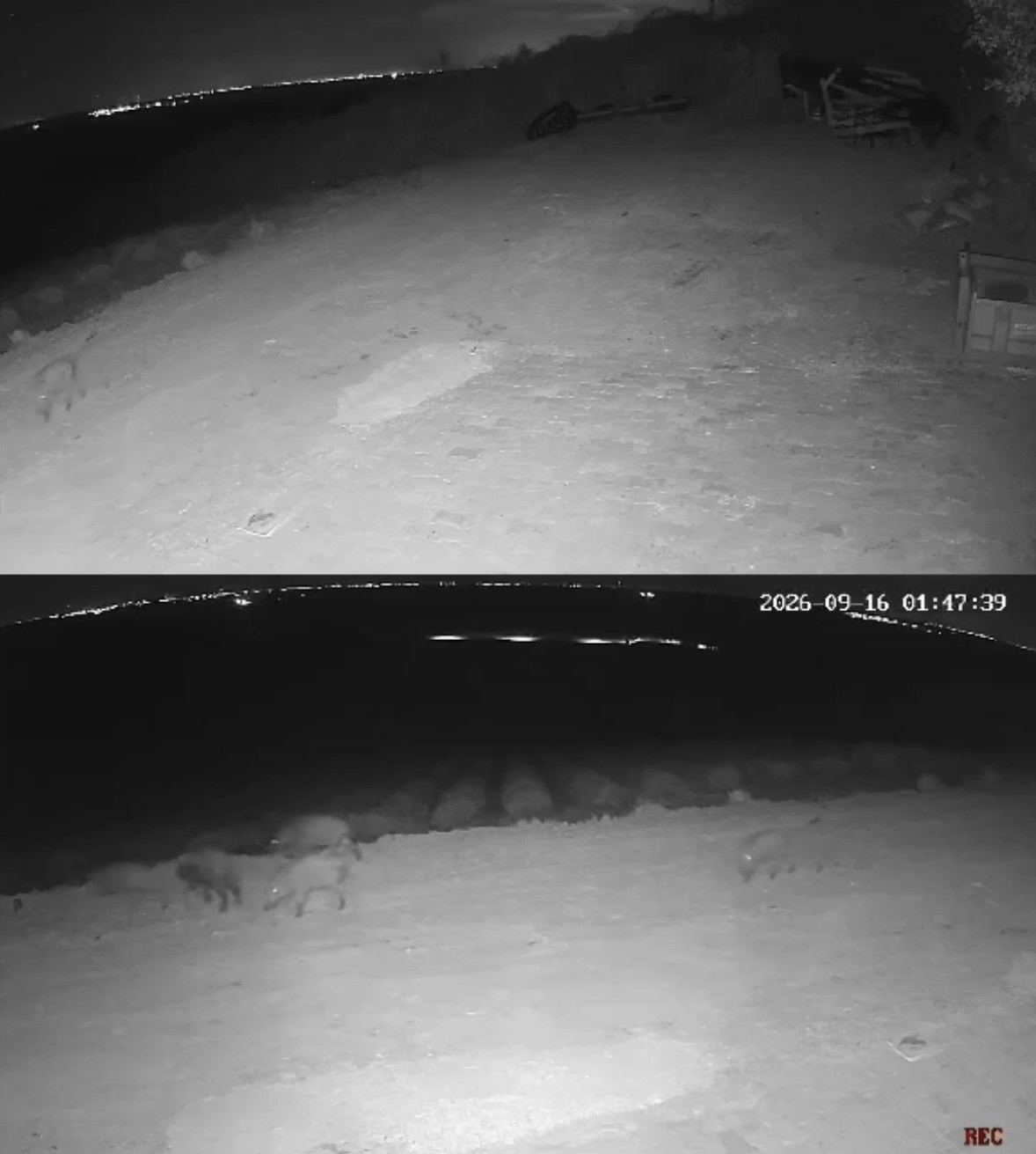 Muratlı’da fotokapan yaban hayatını kaydetti: Gelincik, çakal ve domuz sürüsü görüntülendi