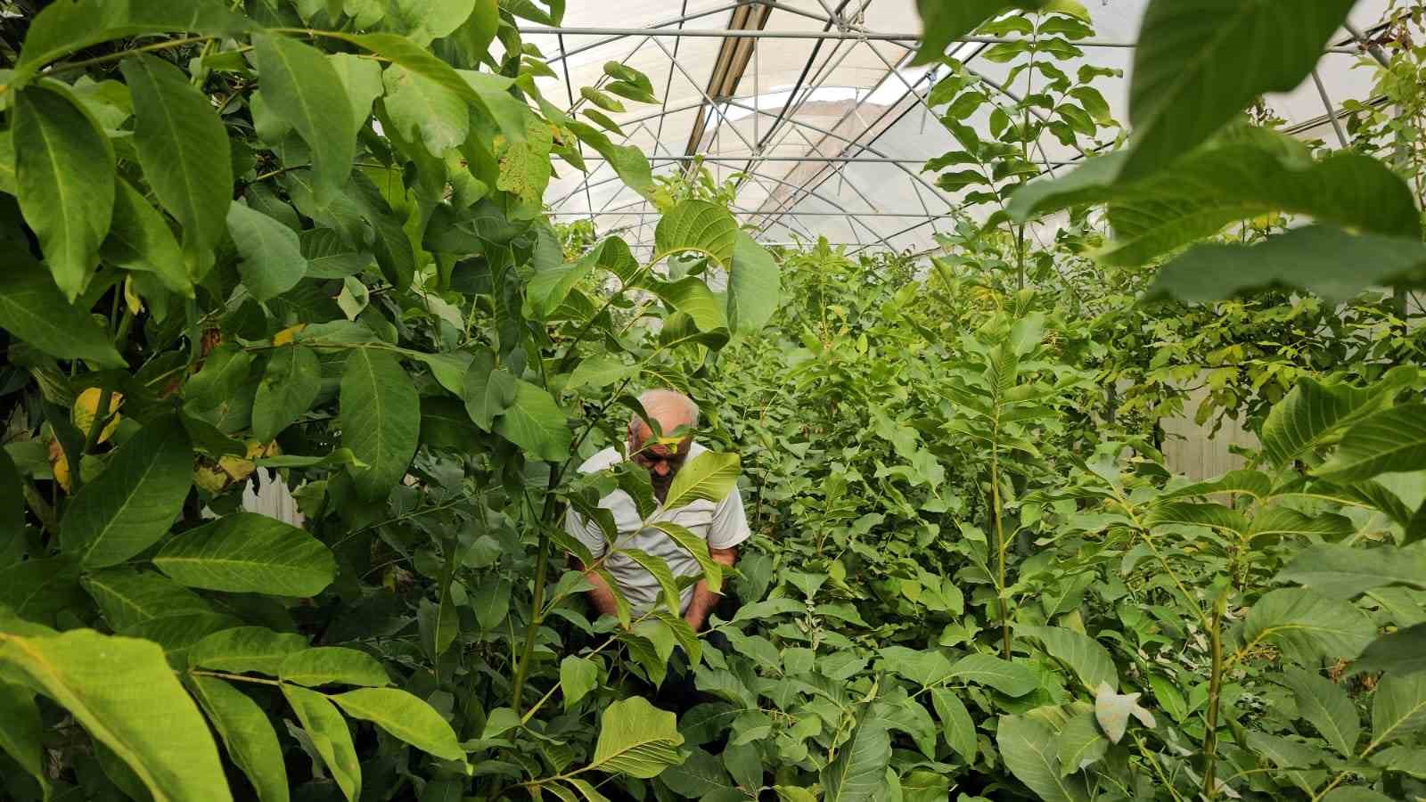Tescilli Adilcevaz ceviz fidanları Türkiye’nin dahi dört bir yanına gönderiliyor