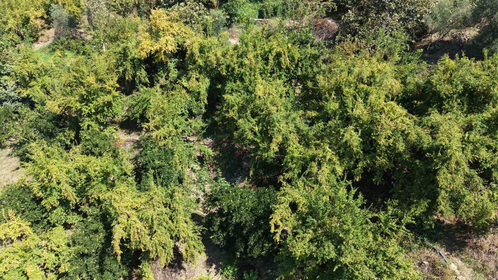 Coğrafi işaretli Kuytucak narında hasat başladı