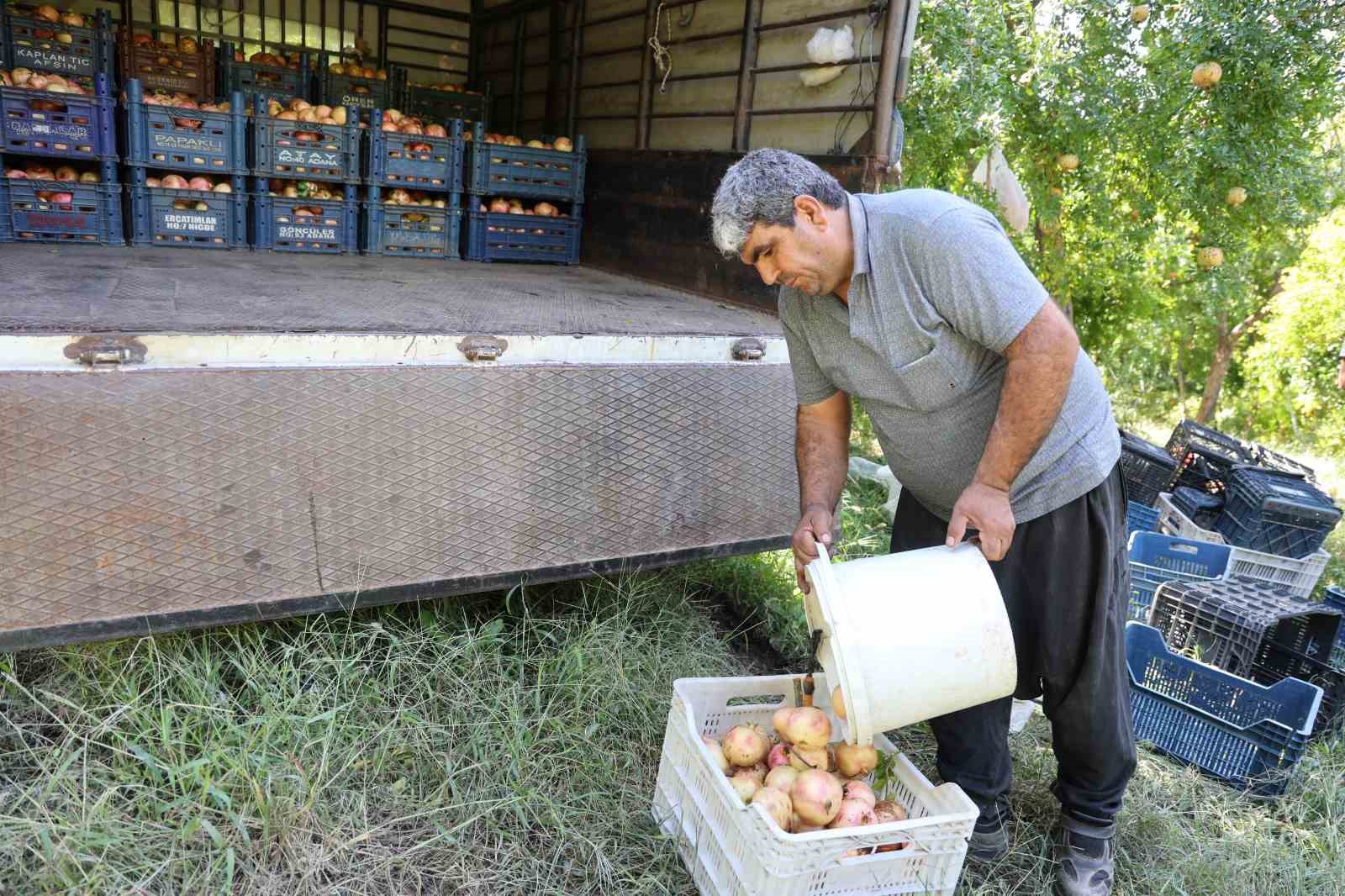 Coğrafi işaretli Kuytucak narında hasat başladı