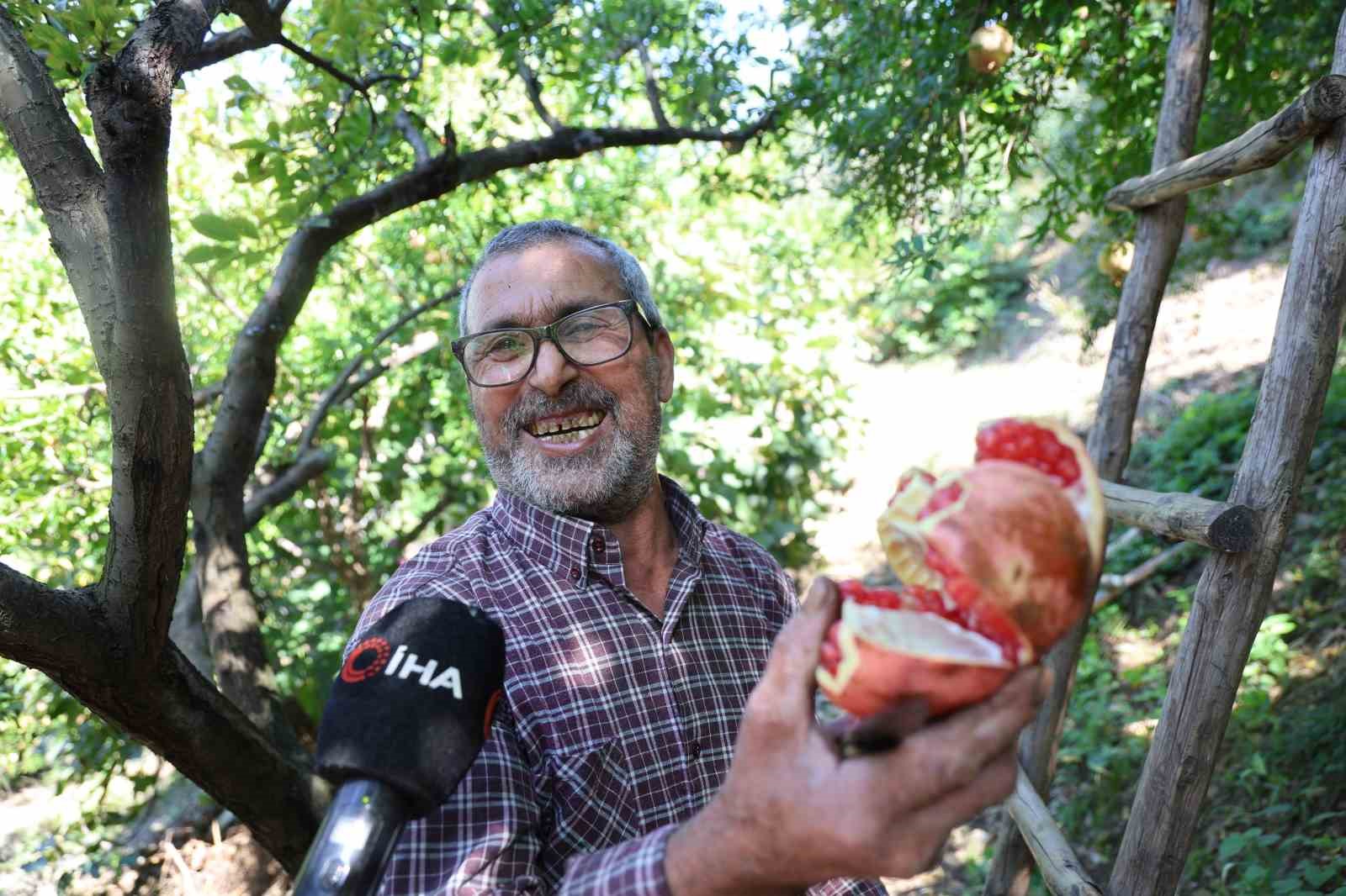 Coğrafi işaretli Kuytucak narında hasat başladı