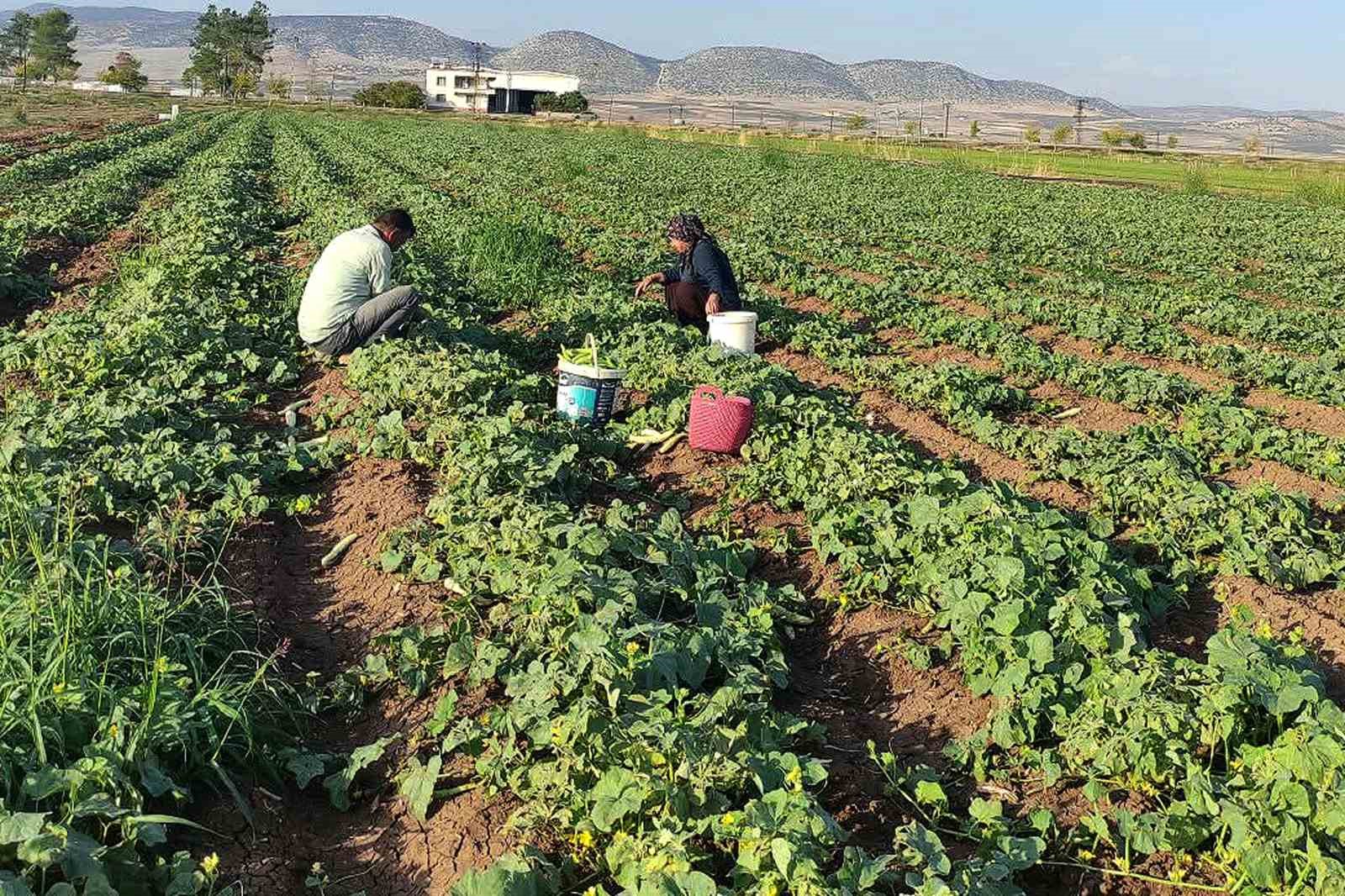 Araban Ovası’nda turşuluk acura yoğun talep