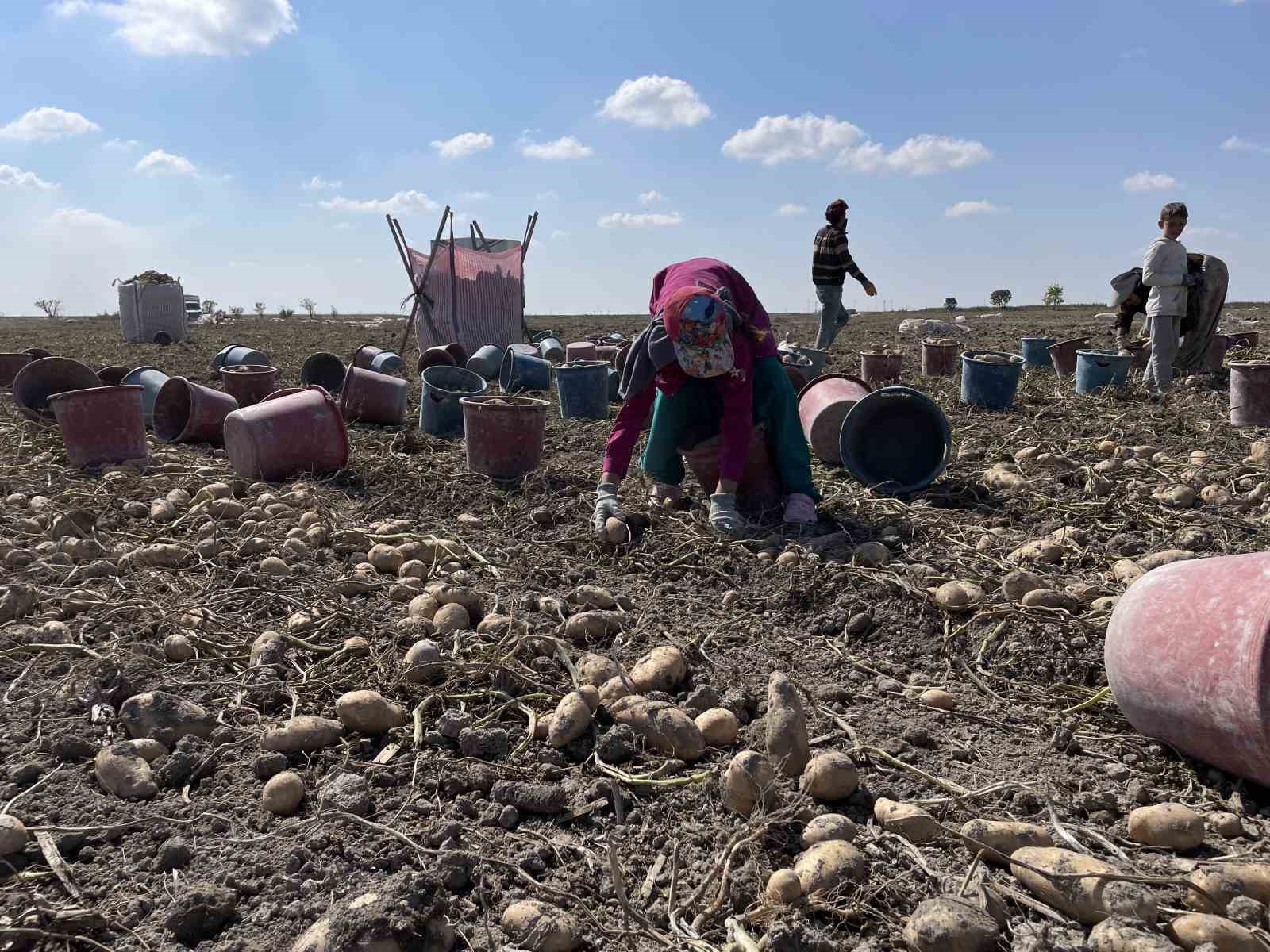 Konya, patates üretiminde Türkiye üretiminin yüzde 10,9’unu karşılıyor