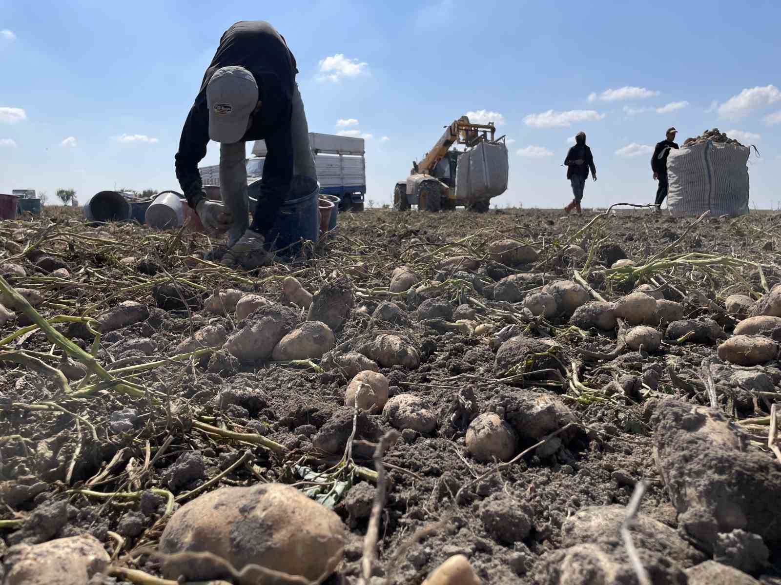 Konya, patates üretiminde Türkiye üretiminin yüzde 10,9’unu karşılıyor