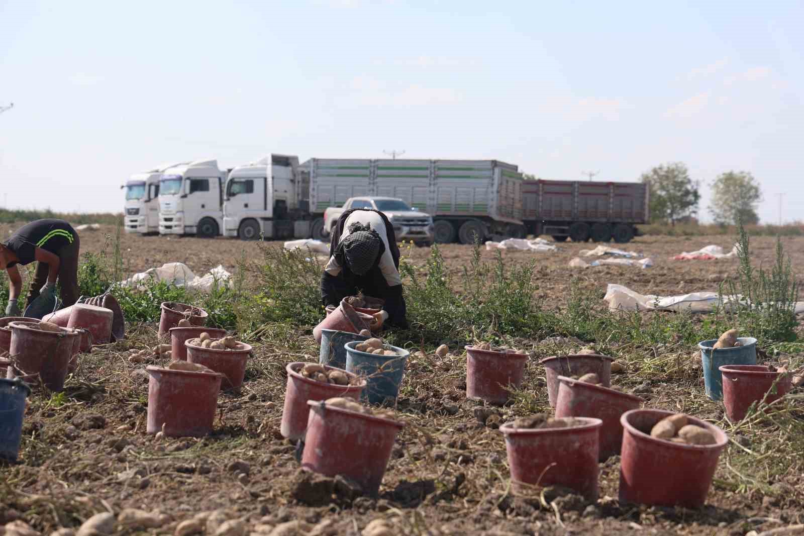 Konya, patates üretiminde Türkiye üretiminin yüzde 10,9’unu karşılıyor