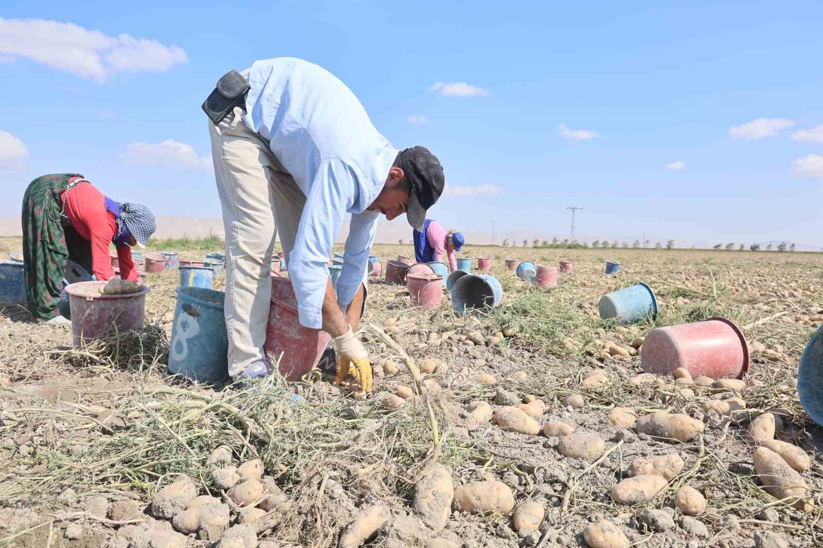 Konya, patates üretiminde Türkiye üretiminin yüzde 10,9’unu karşılıyor