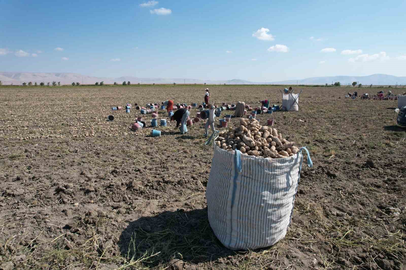 Konya, patates üretiminde Türkiye üretiminin yüzde 10,9’unu karşılıyor