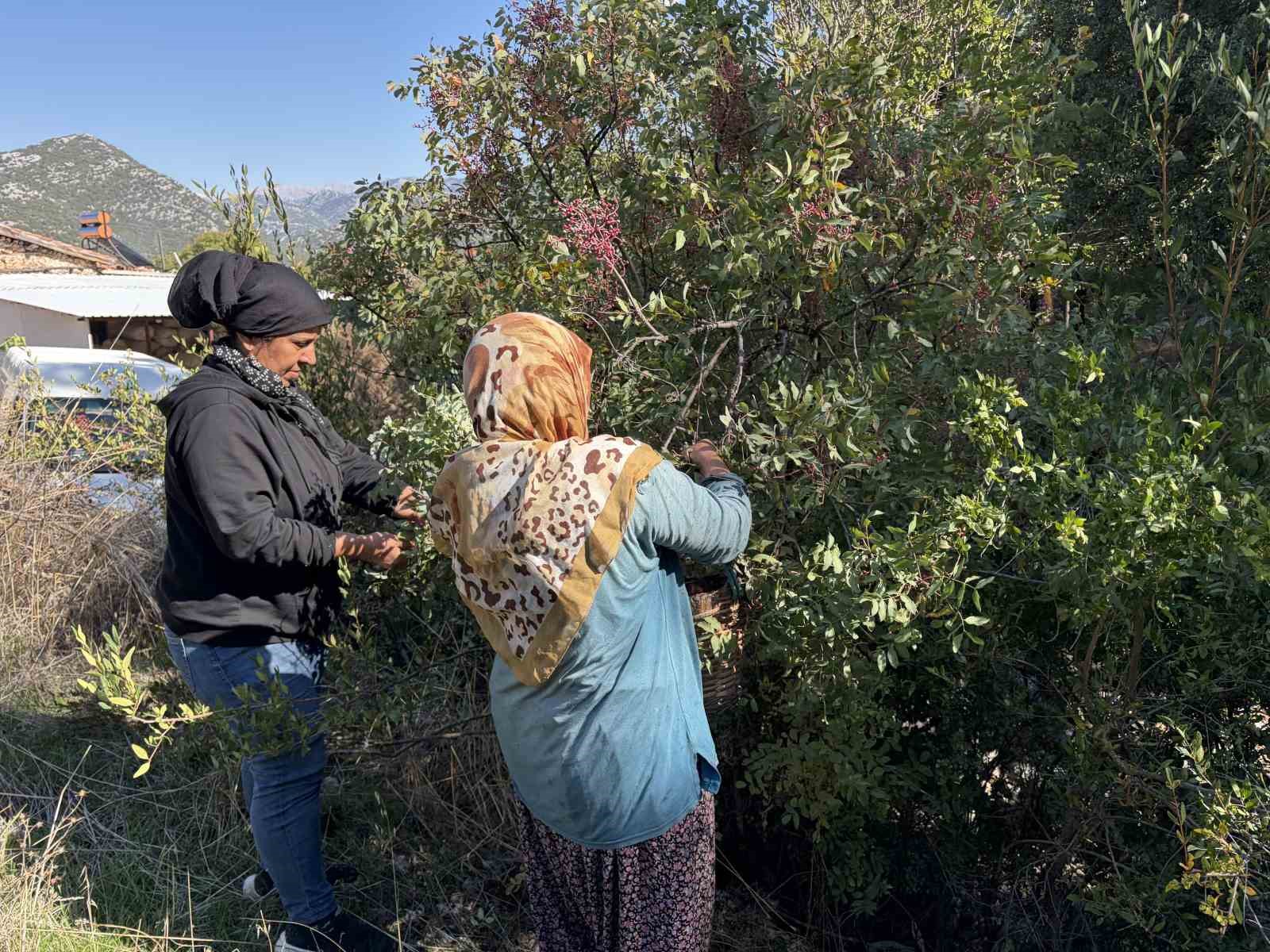 Meyvesi 300, yağı bin 200 liradan satılıyor; posası bile değerlendiriliyor