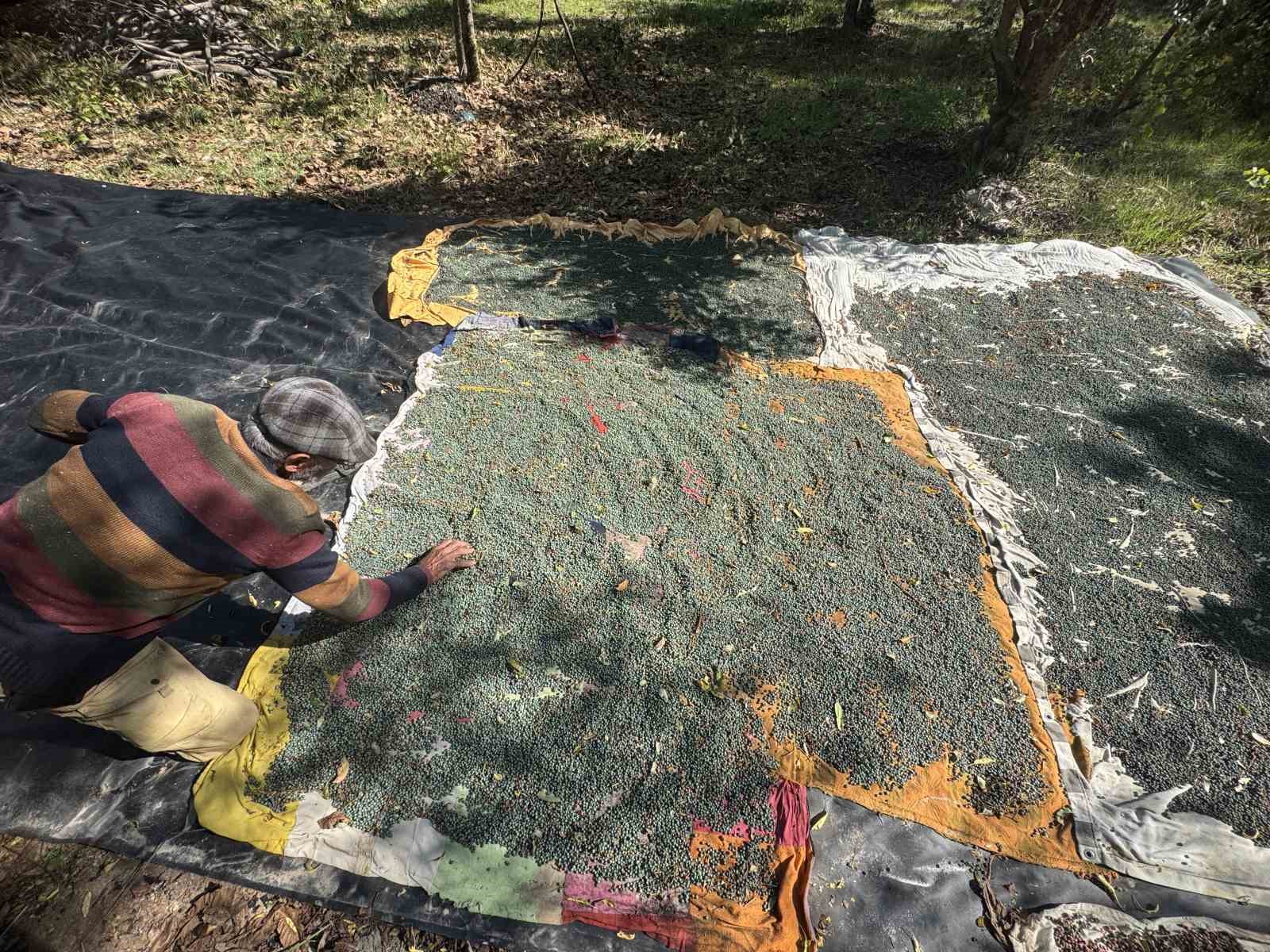 Meyvesi 300, yağı bin 200 liradan satılıyor; posası bile değerlendiriliyor