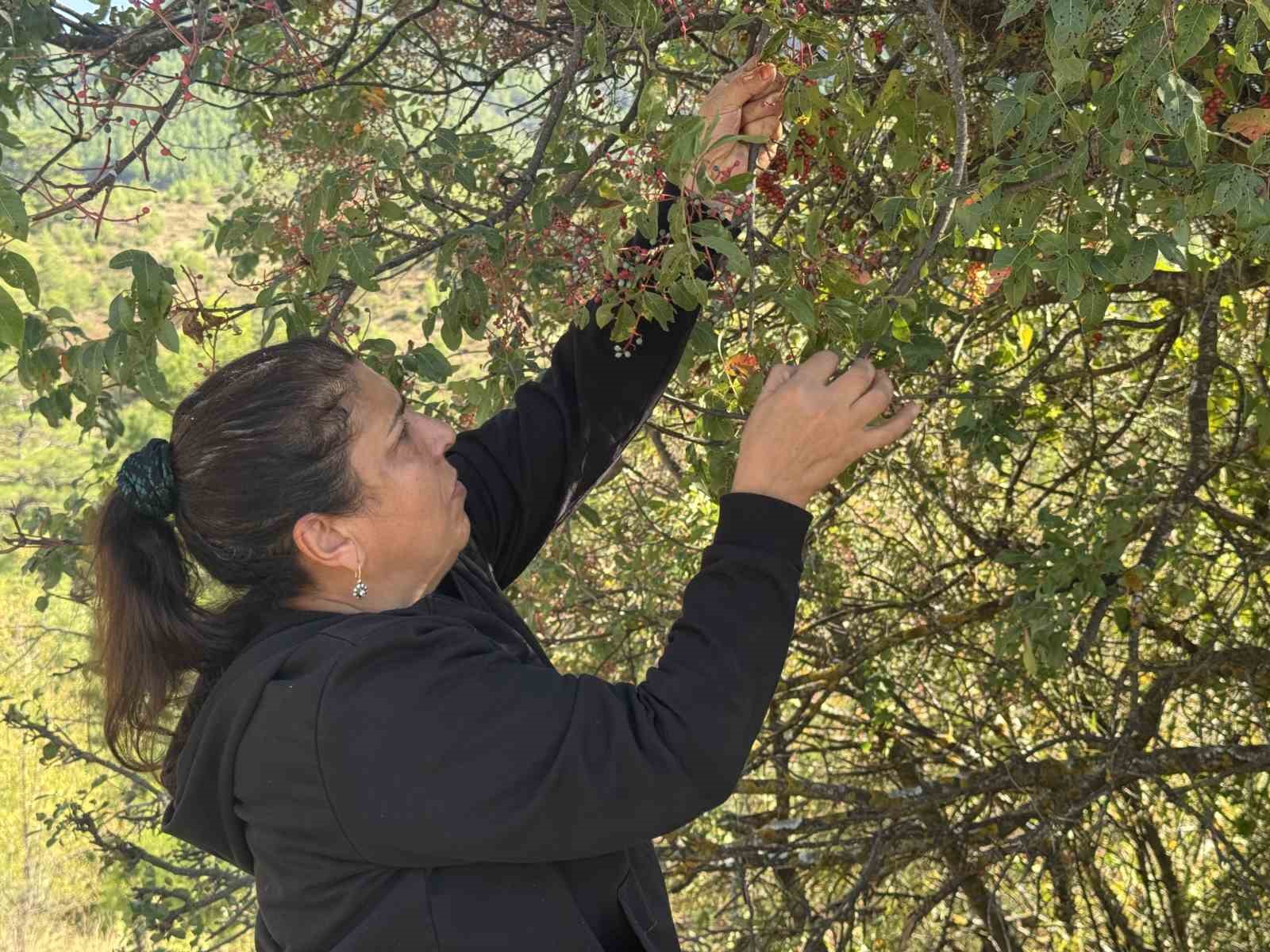 Meyvesi 300, yağı bin 200 liradan satılıyor; posası bile değerlendiriliyor