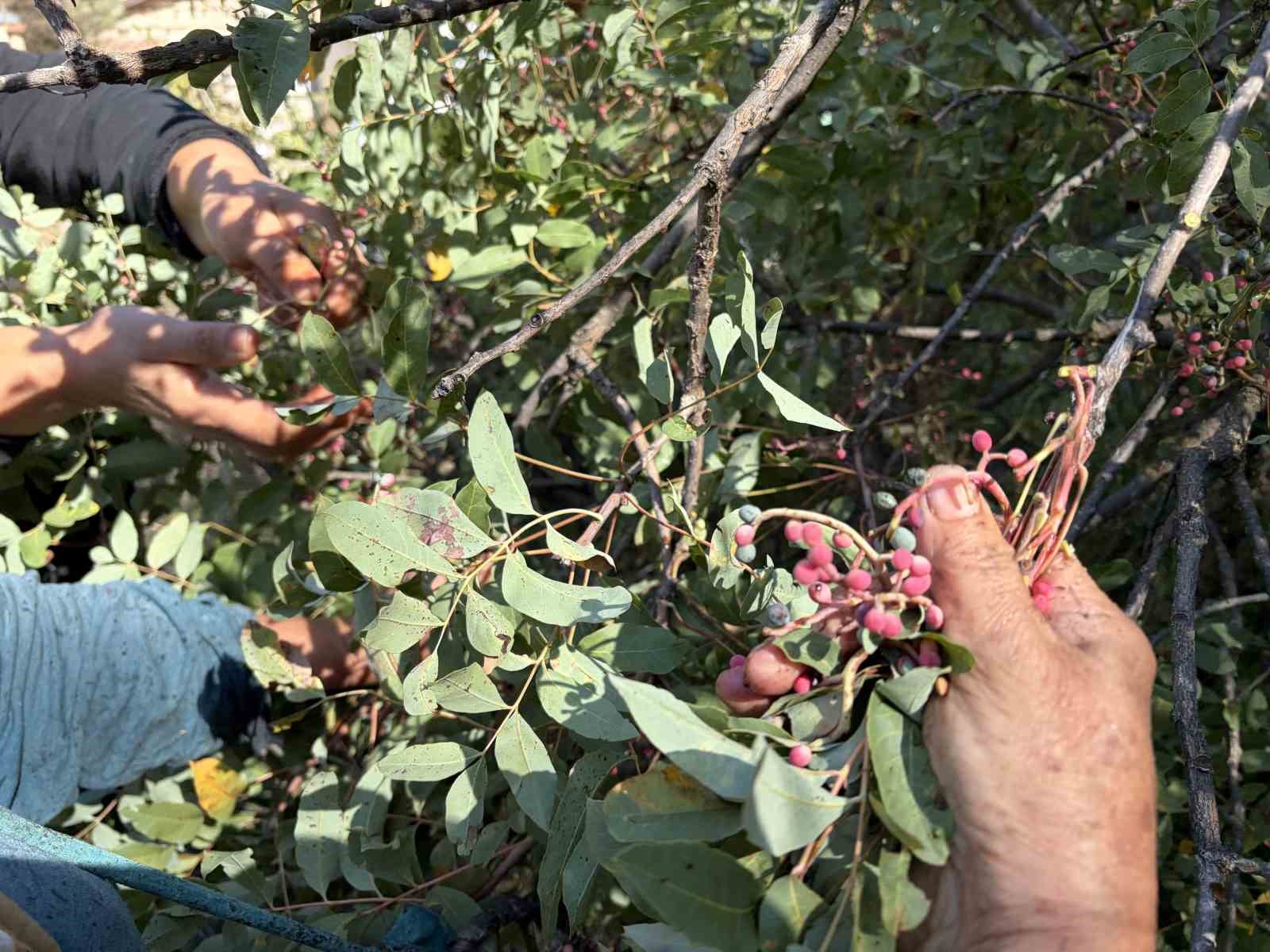 Meyvesi 300, yağı bin 200 liradan satılıyor; posası bile değerlendiriliyor