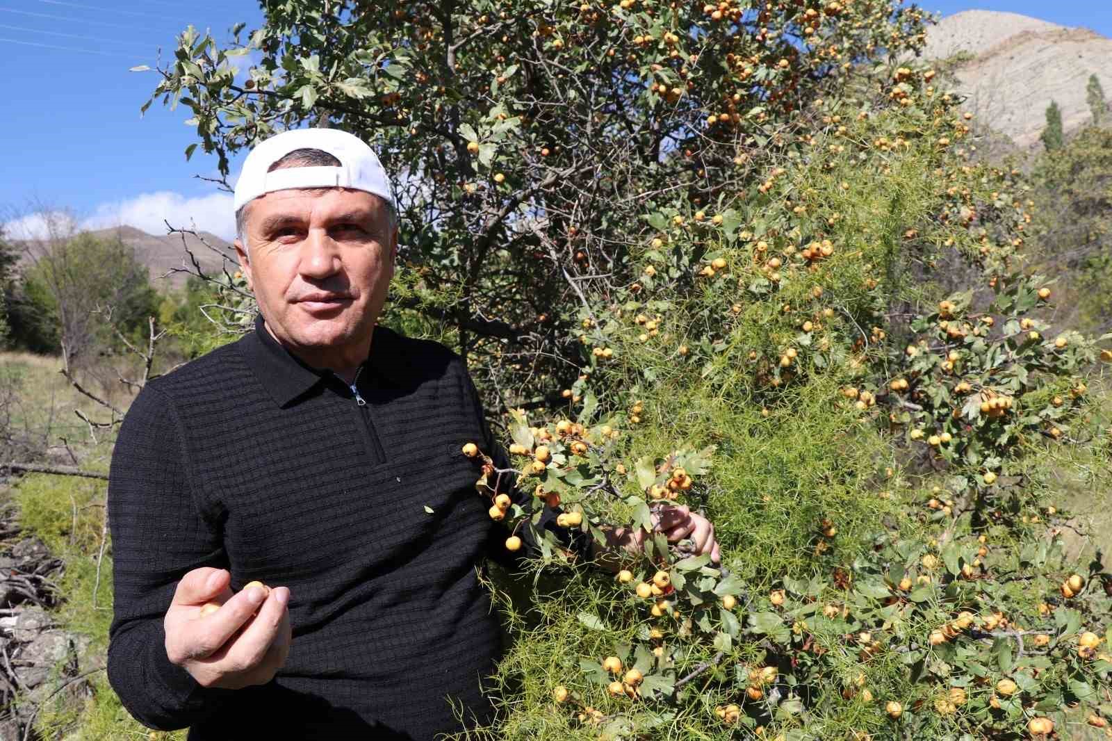 Erzurum’da ’kalp dostu’ alıç hasadı başladı: Vatandaşlar dağlara akın etti