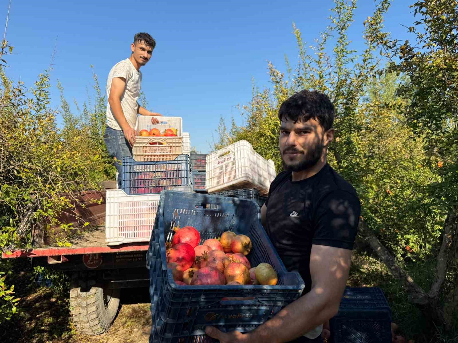 Antalya’da yağmur uyarıları nar hasadını öne çekti: Tarlada kilosu 15-30 lira arasında