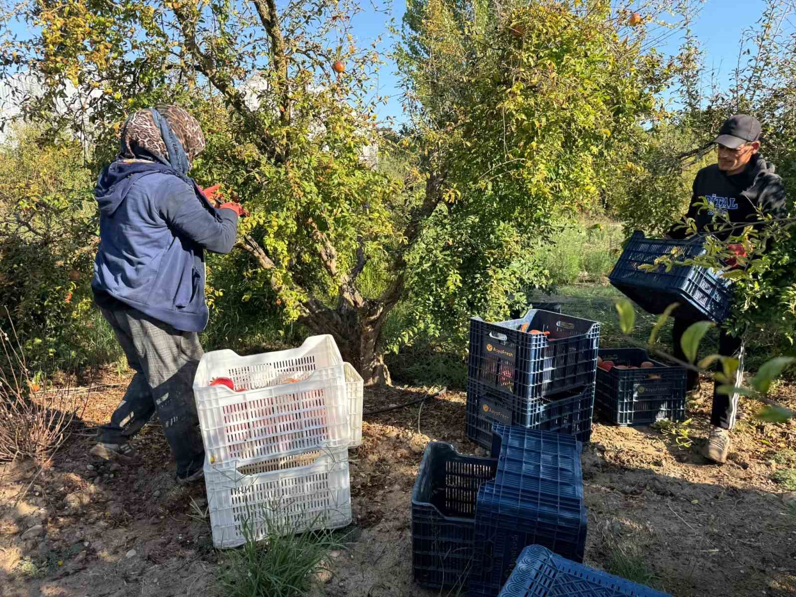 Antalya’da yağmur uyarıları nar hasadını öne çekti: Tarlada kilosu 15-30 lira arasında