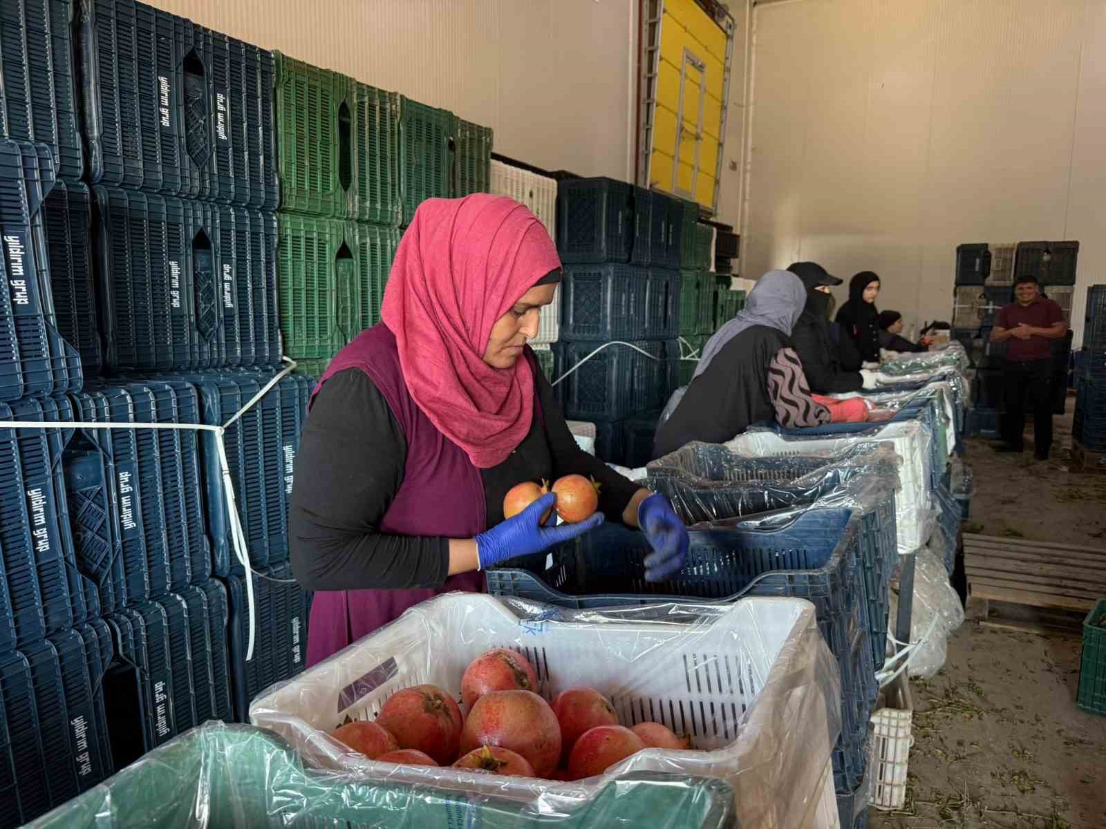 Antalya’da yağmur uyarıları nar hasadını öne çekti: Tarlada kilosu 15-30 lira arasında