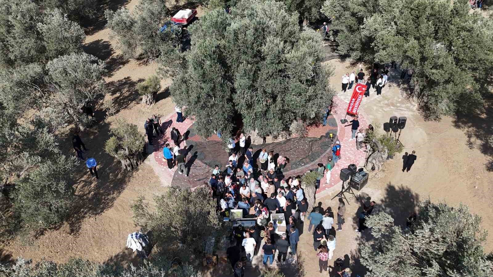 Bin yıllık zeytin ağacından hasat yapıldı, elde edilen yağ anında tadıldı