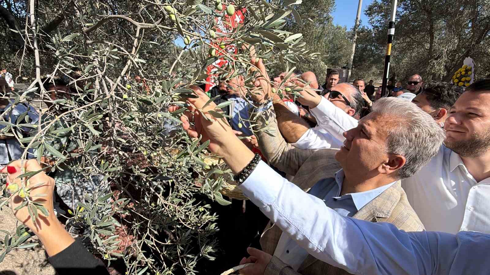 Bin yıllık zeytin ağacından hasat yapıldı, elde edilen yağ anında tadıldı