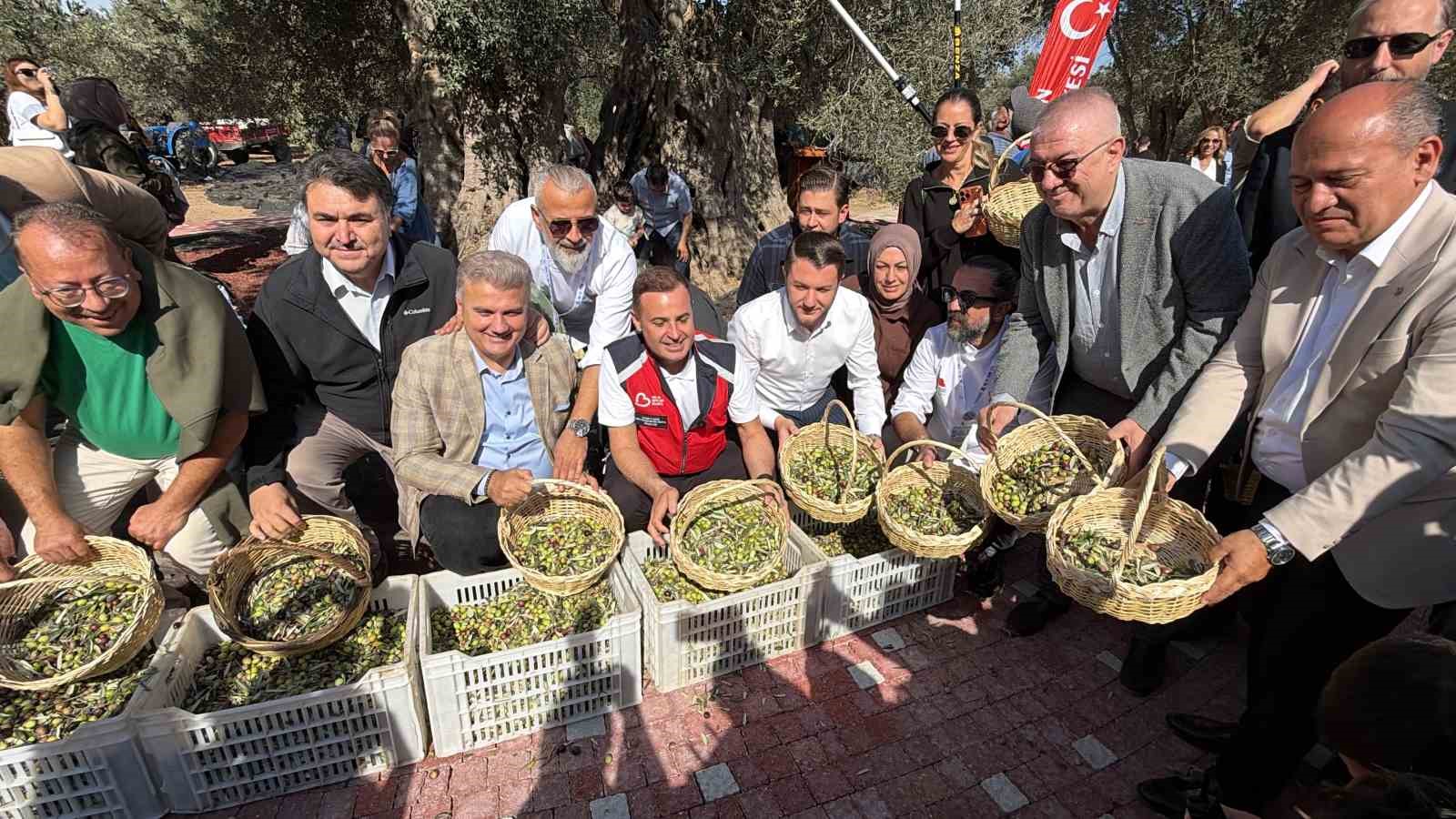 Bin yıllık zeytin ağacından hasat yapıldı, elde edilen yağ anında tadıldı