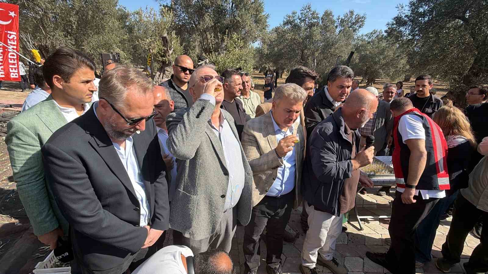 Bin yıllık zeytin ağacından hasat yapıldı, elde edilen yağ anında tadıldı
