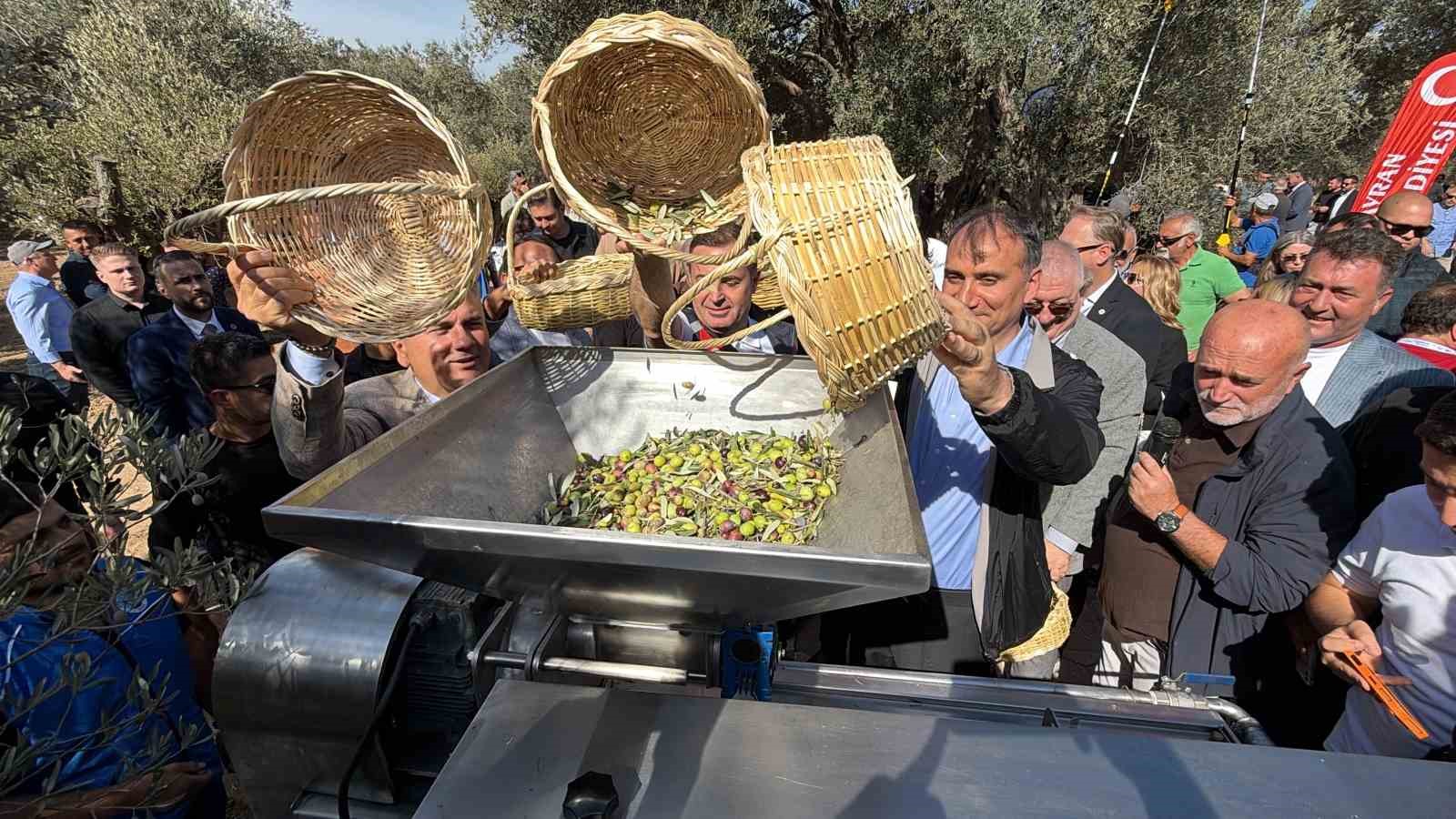 Bin yıllık zeytin ağacından hasat yapıldı, elde edilen yağ anında tadıldı