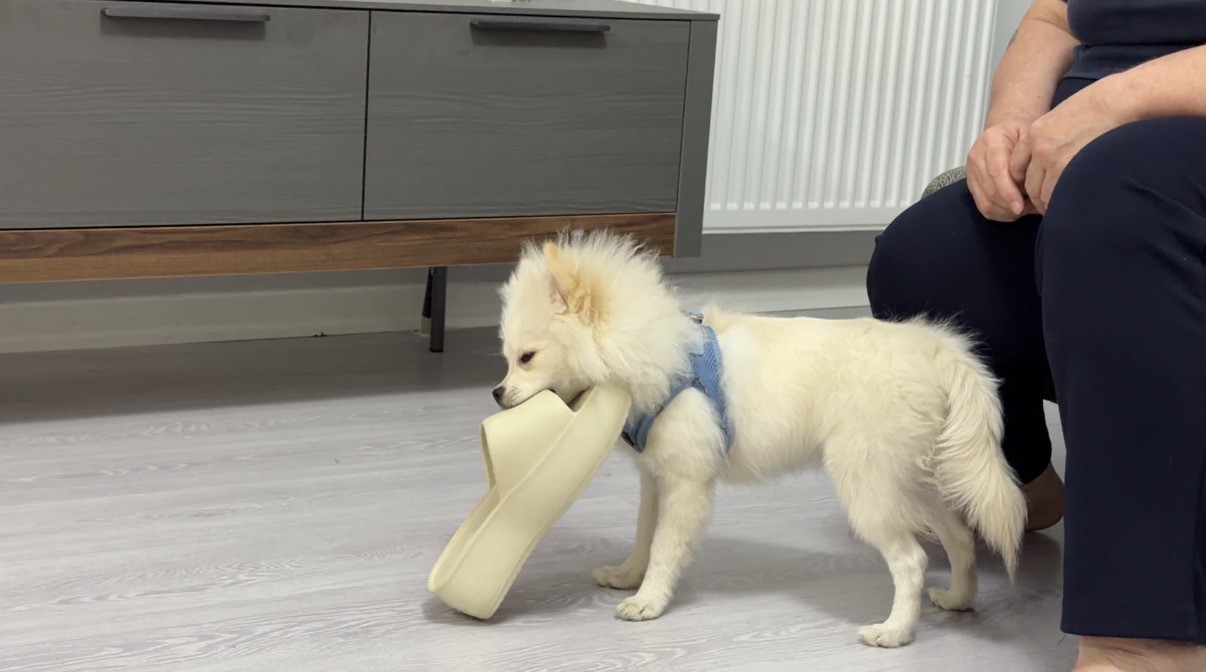 Aydın’dan alınan köpek Mardinli ailenin kabusu oldu