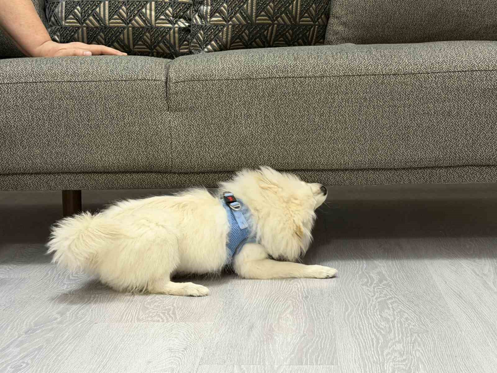Aydın’dan alınan köpek Mardinli ailenin kabusu oldu