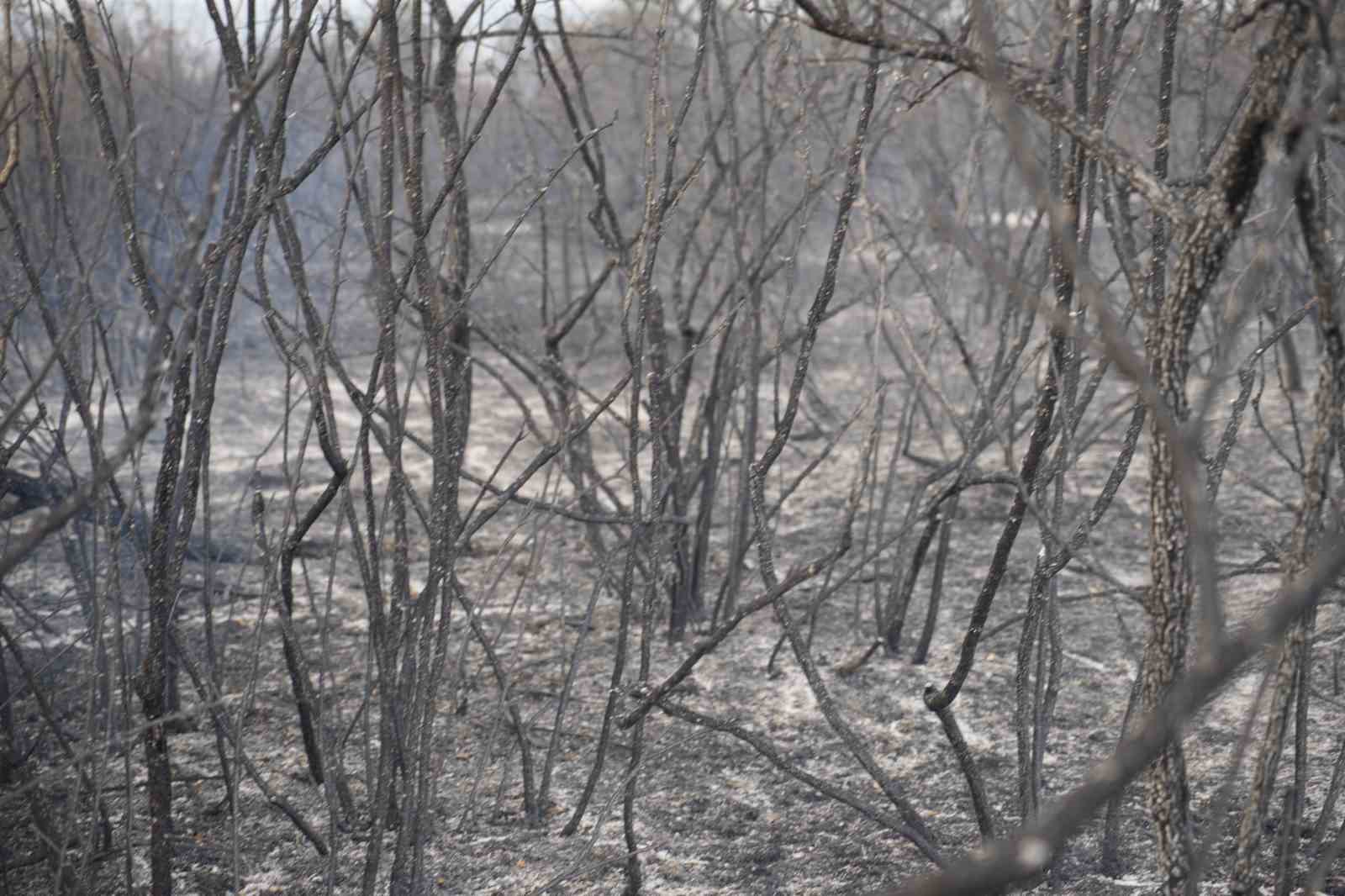 Edirne’de anız yangını: Kaplumbağalar ve yabani hayvanlar da etkilendi