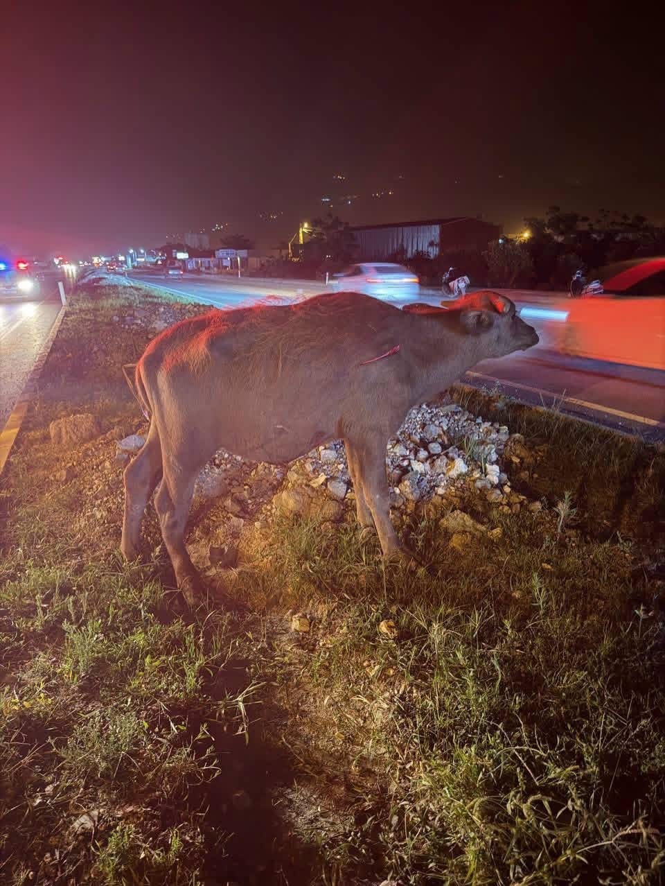 Samandağ’da angusa çarpan otomobilin sürücüsü yaralandı